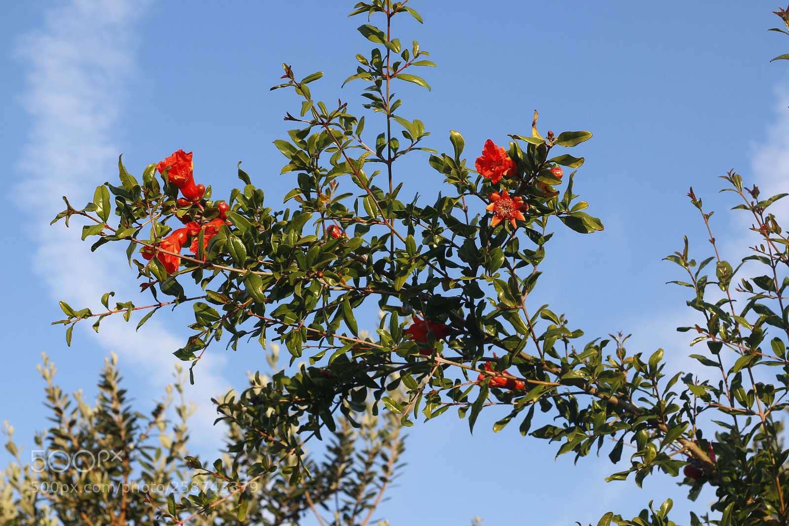 Canon EOS 70D + Canon EF 50mm F1.8 II sample photo. Mg photography