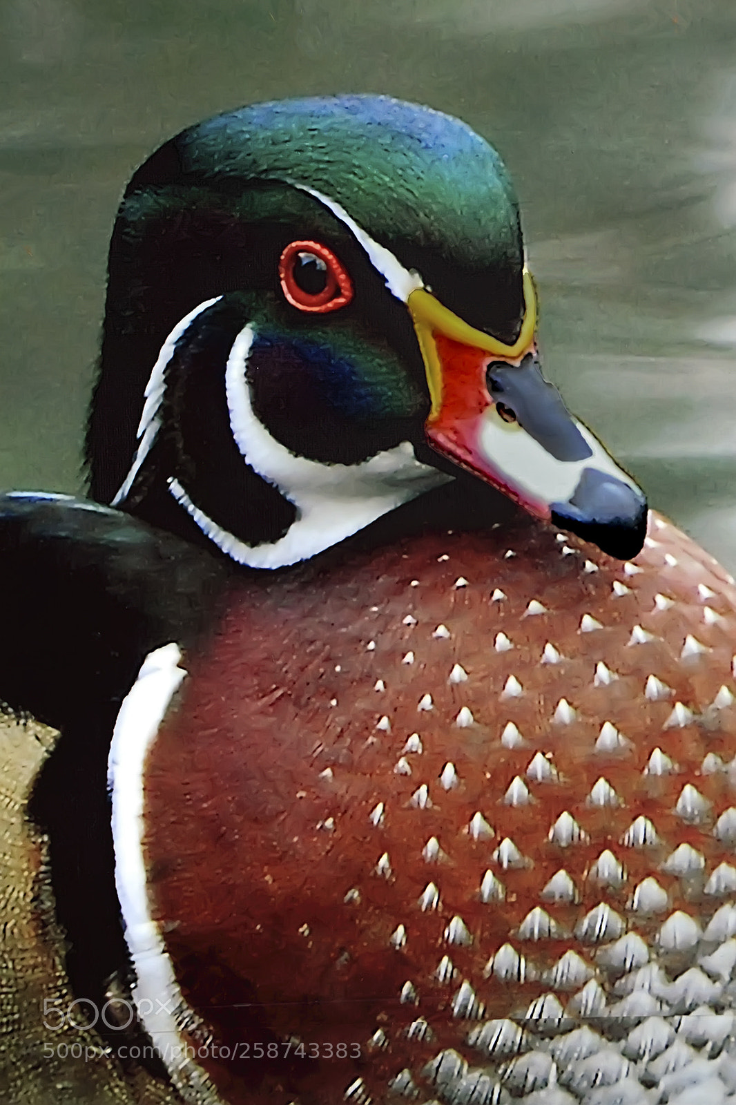 Canon EOS 7D sample photo. All puffed up photography