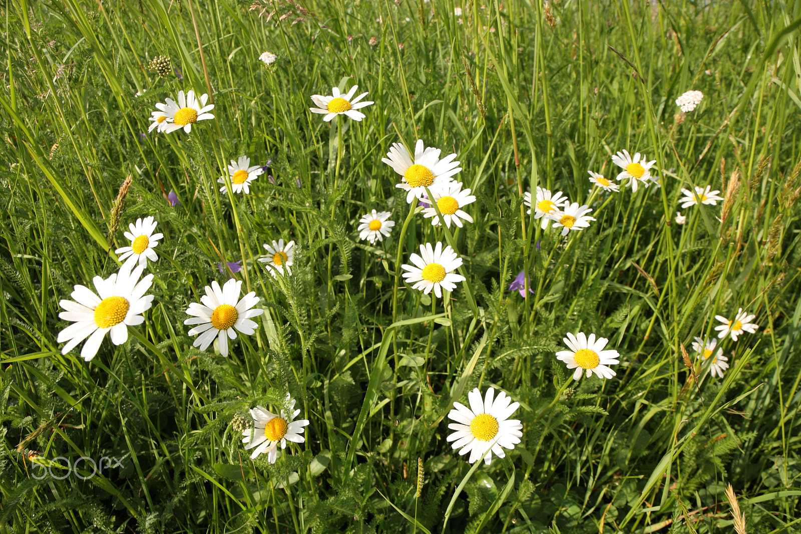 Canon EOS 5D + Canon EF 24-105mm F3.5-5.6 IS STM sample photo. Meadow photography