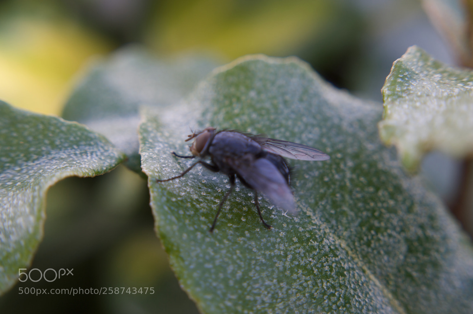 Nikon D3200 sample photo. Fly photography