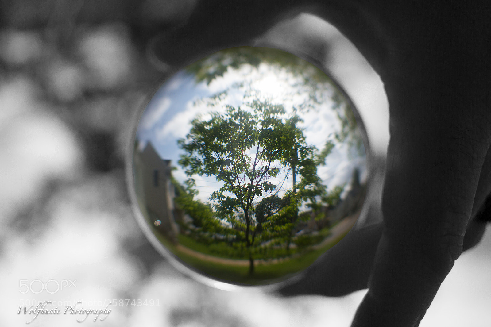 Canon EOS 7D sample photo. Dogwood thru the looking photography