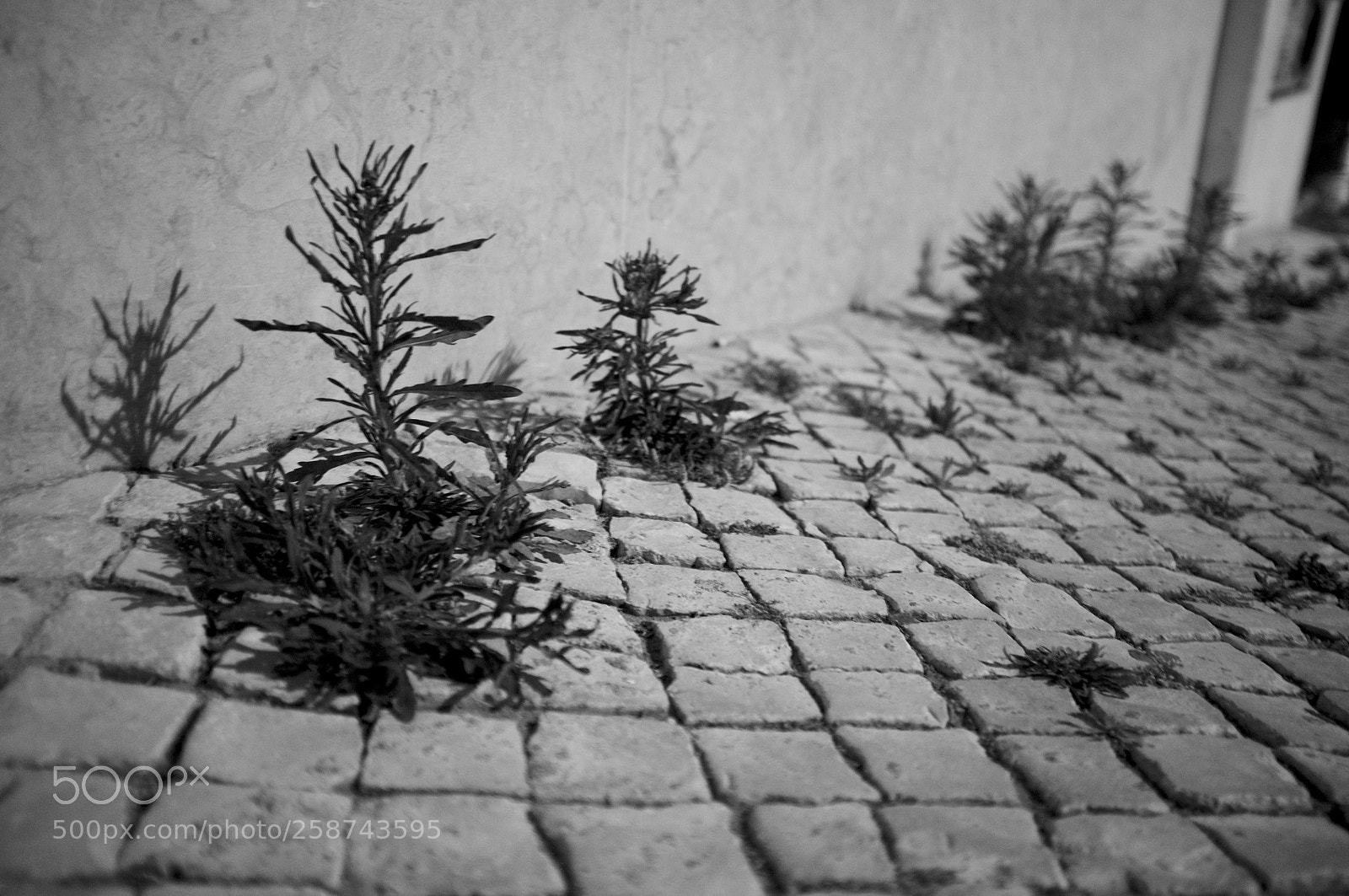 Fujifilm FinePix X100 sample photo. Weeds photography