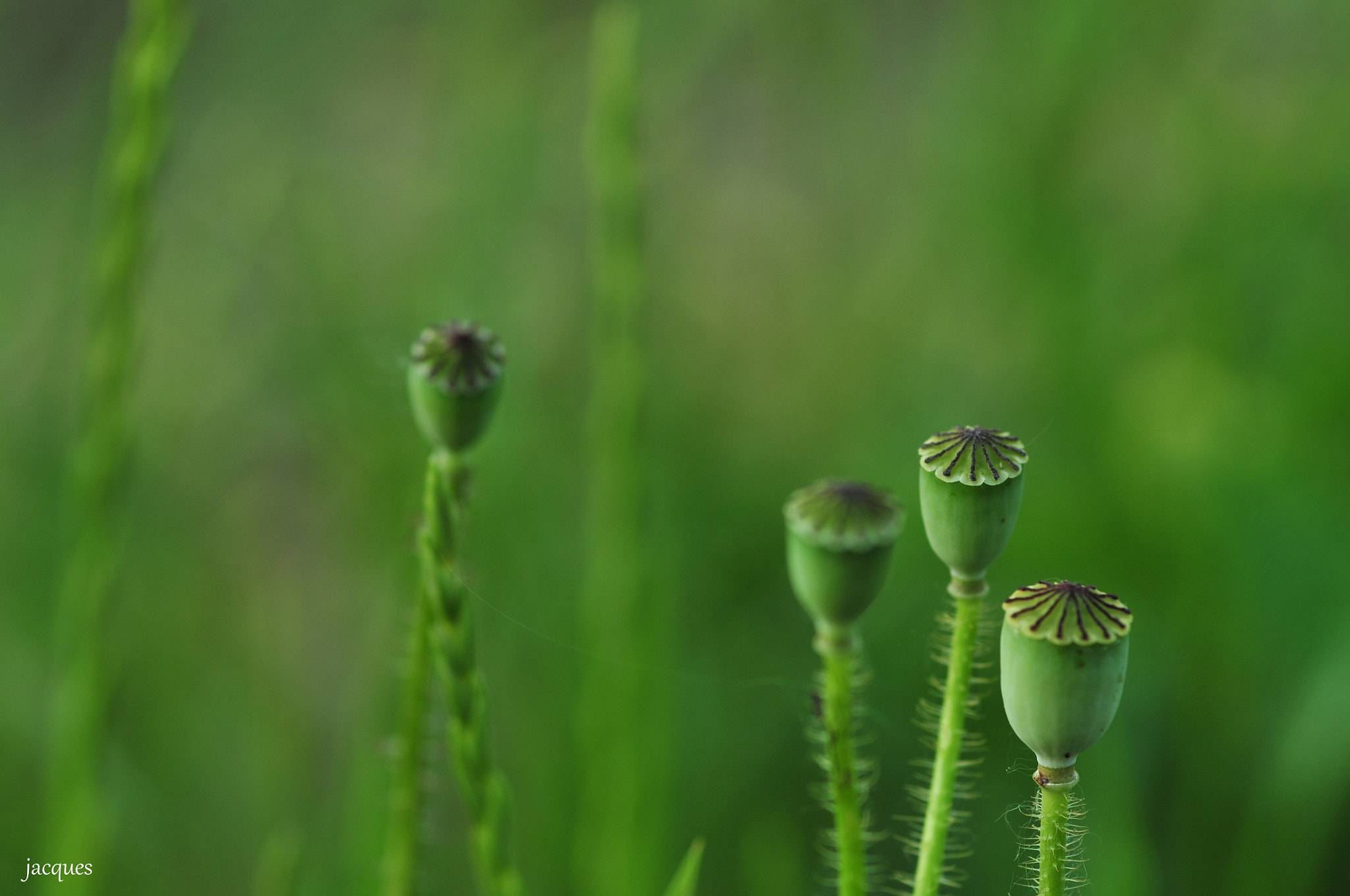 Nikon D300 sample photo. Poppy photography