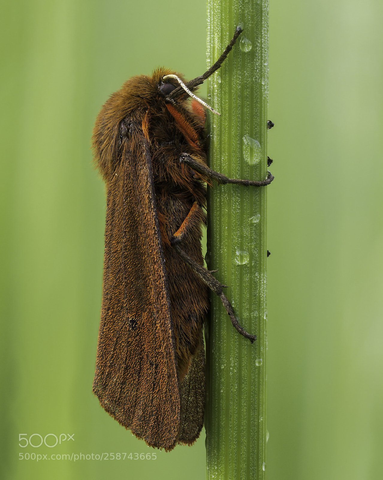 Olympus OM-D E-M1 Mark II sample photo. Unknown moth photography