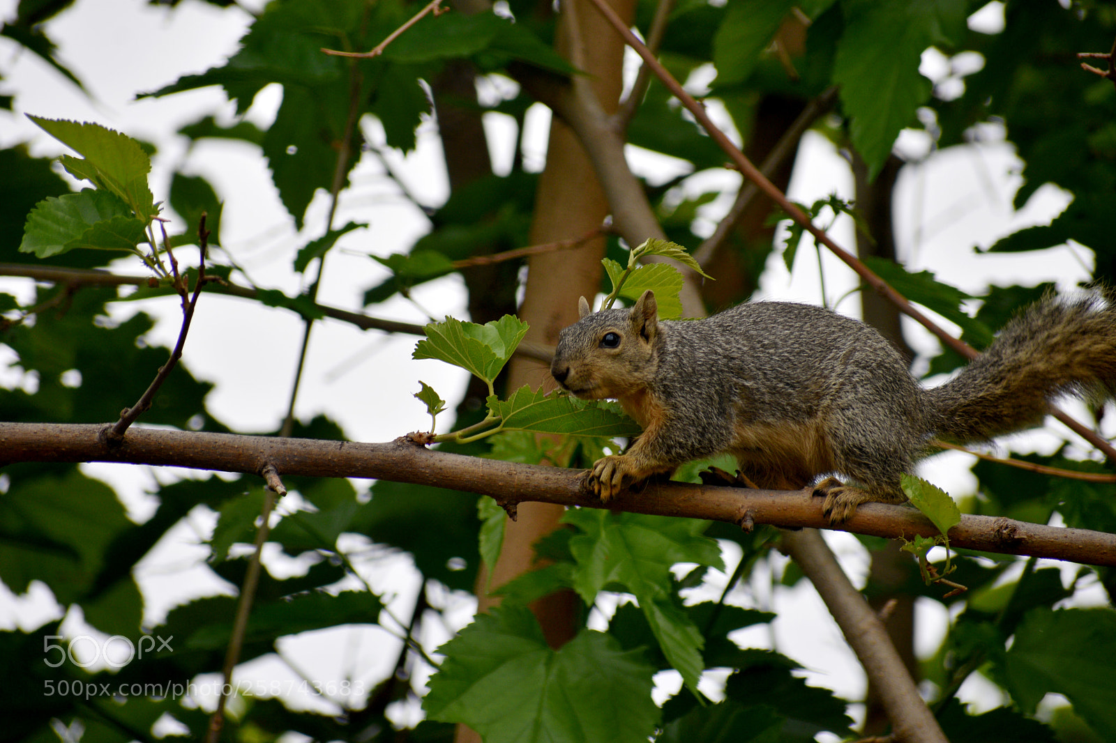 Nikon D3400 sample photo. Running squirrel photography
