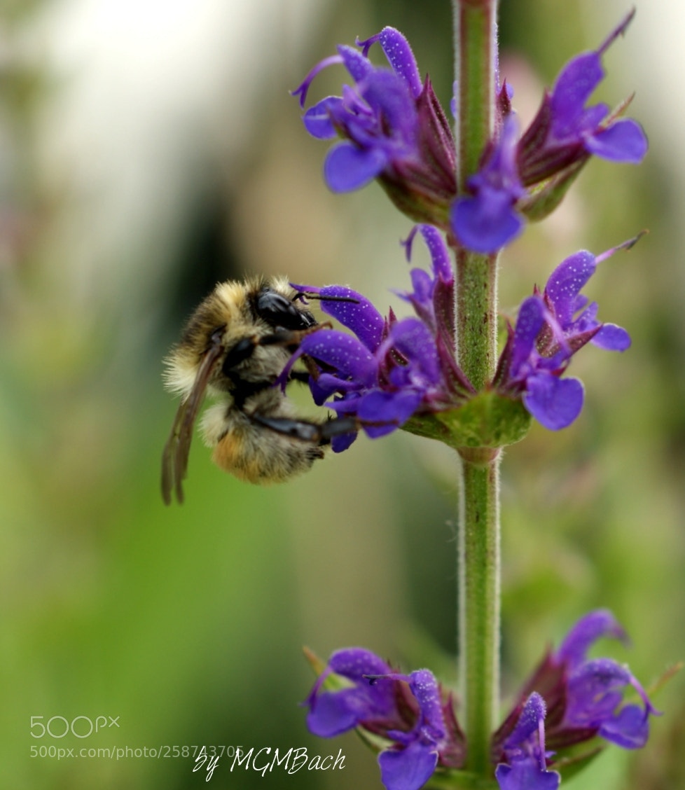Sony Alpha DSLR-A350 sample photo. Bon appetit! photography