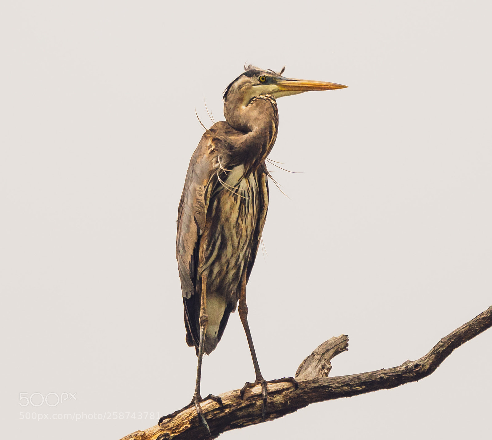 Sony a6300 sample photo. Great blue heron photography