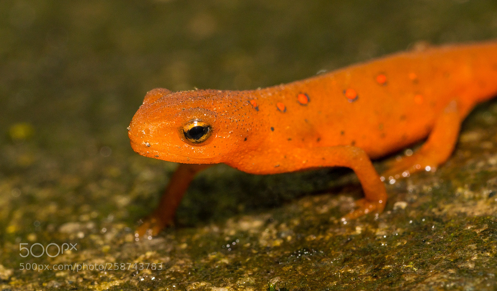 Sony a6300 sample photo. Red eft newt photography