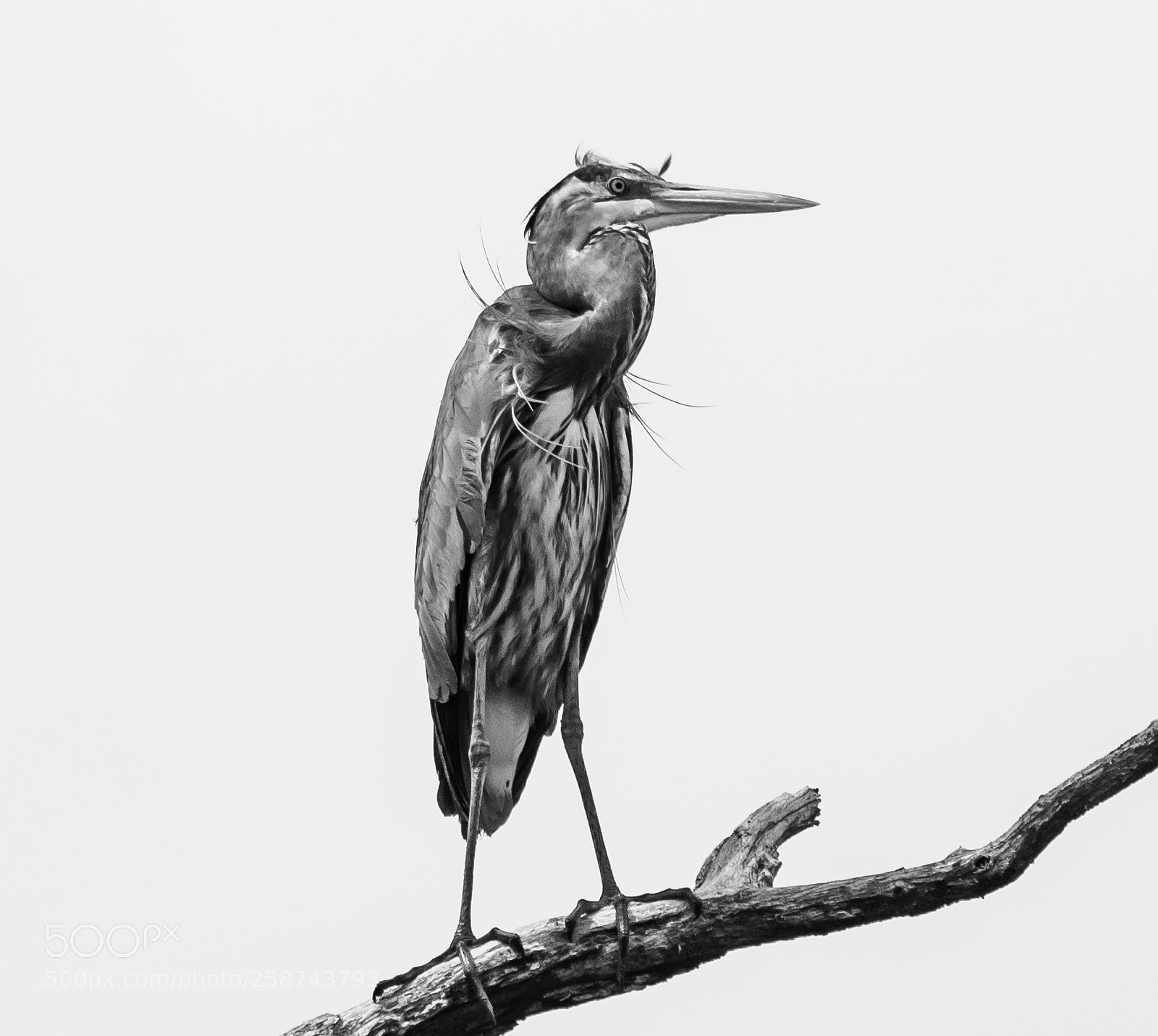 Sony a6300 sample photo. Great blue heron photography