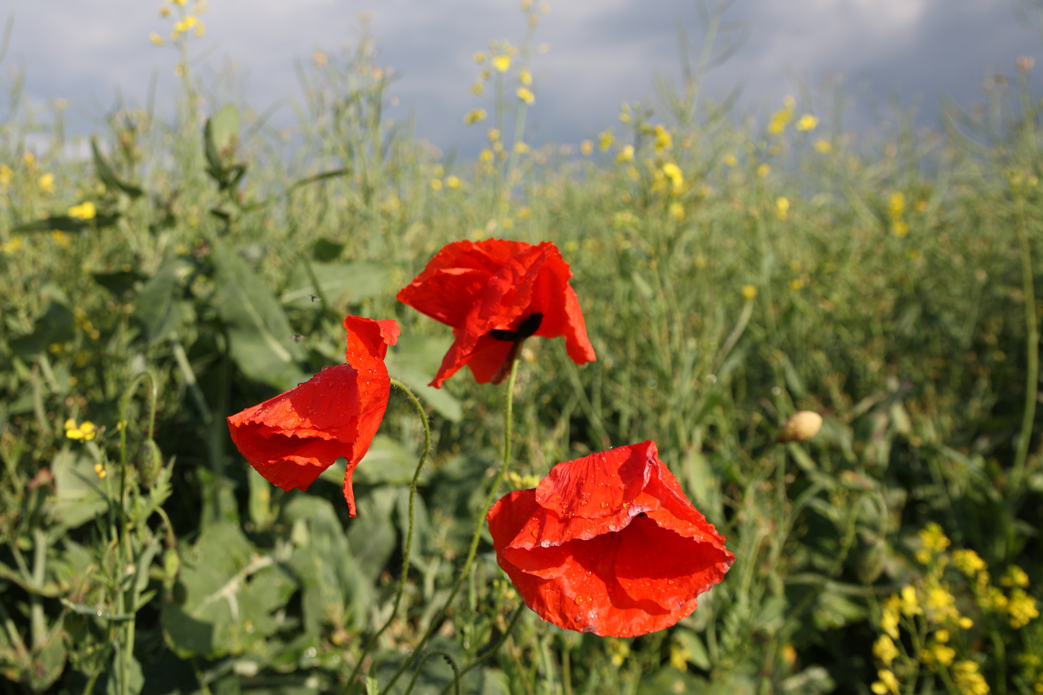 Canon EOS 5D sample photo. After rain photography