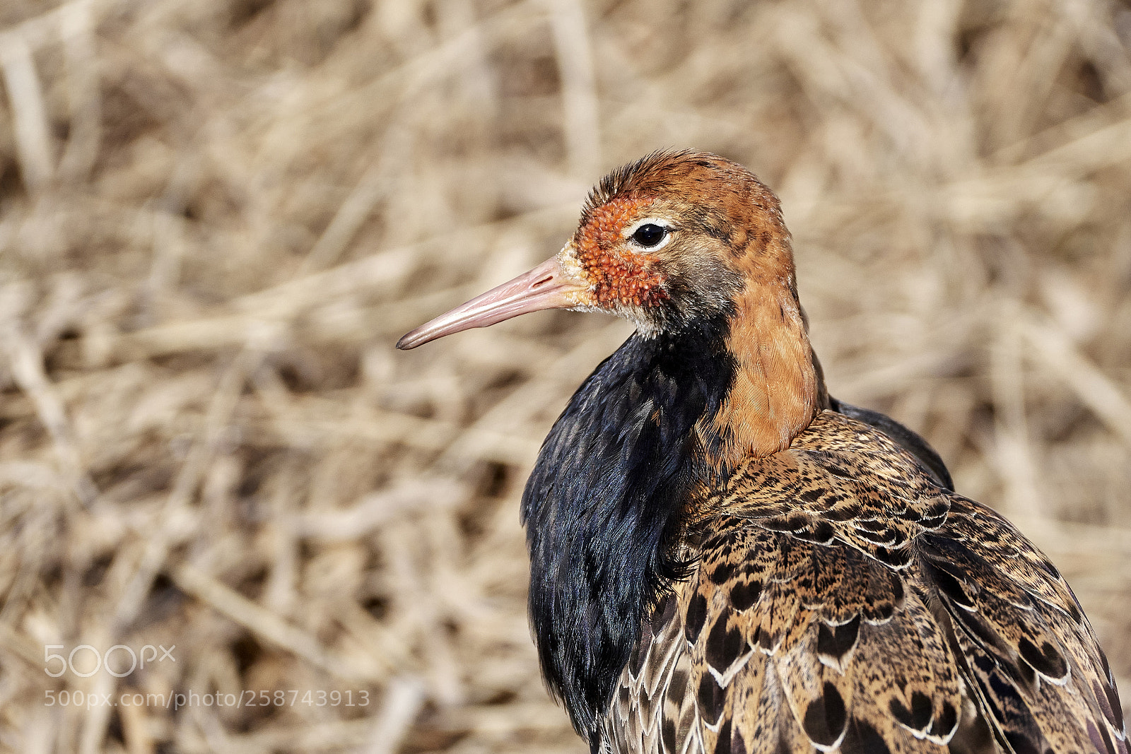 Nikon D500 sample photo. Ruff1 photography
