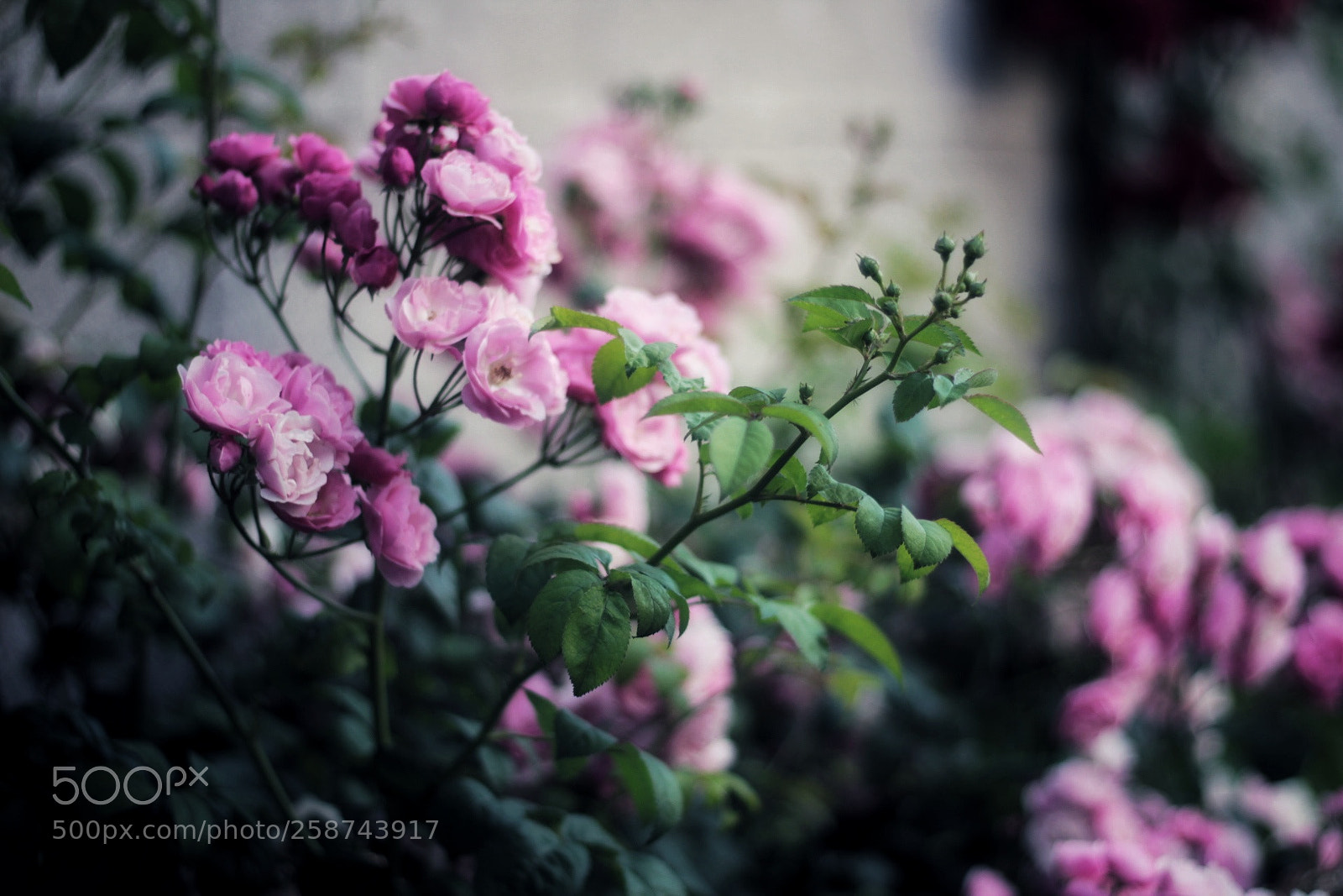 Canon EOS 1300D (EOS Rebel T6 / EOS Kiss X80) sample photo. Fairytale photography