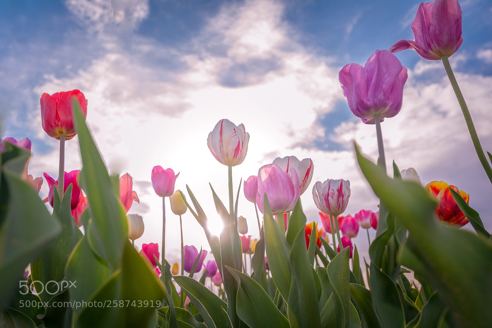 Nikon D5200 sample photo. Tulip photography