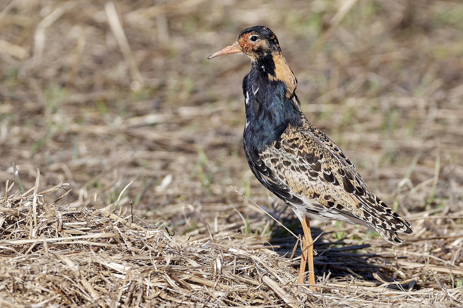 Nikon D500 sample photo. Ruff2 photography