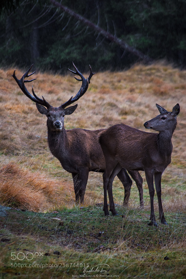 Nikon D7200 sample photo. Alpine wild life photography