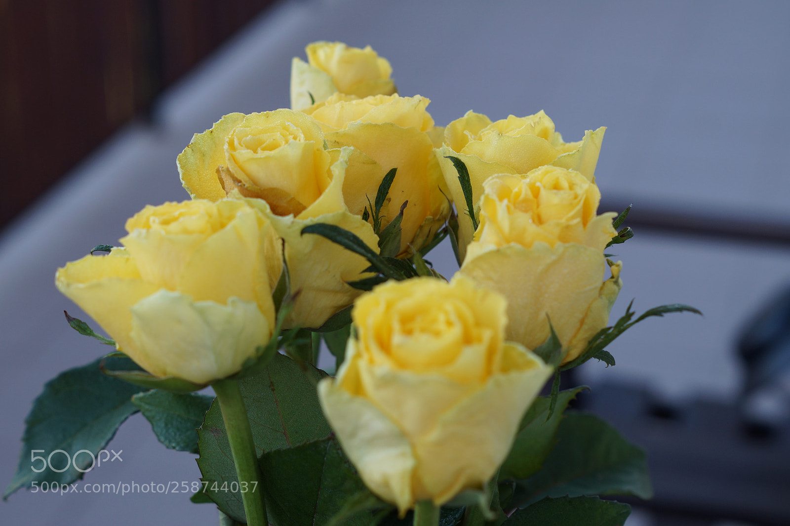 Sony SLT-A58 sample photo. Roses photography