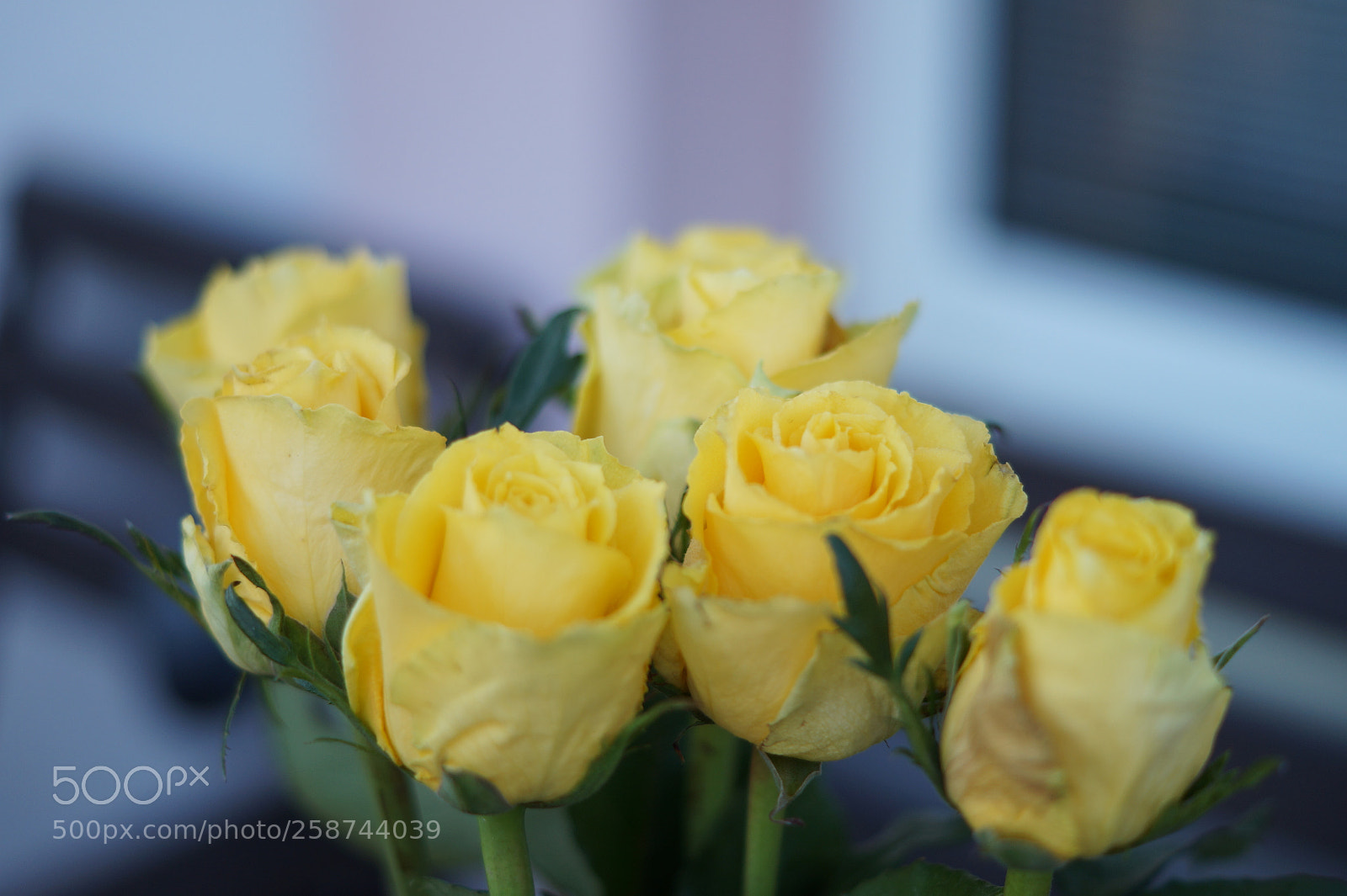 Sony SLT-A58 sample photo. Roses photography