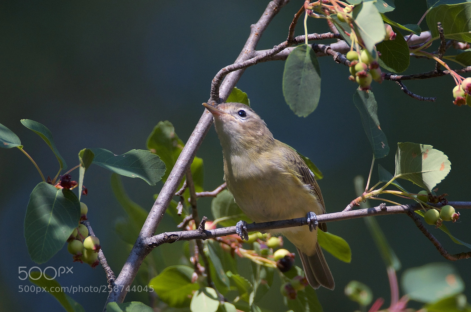 Nikon D7000 sample photo. Warbling vireo photography