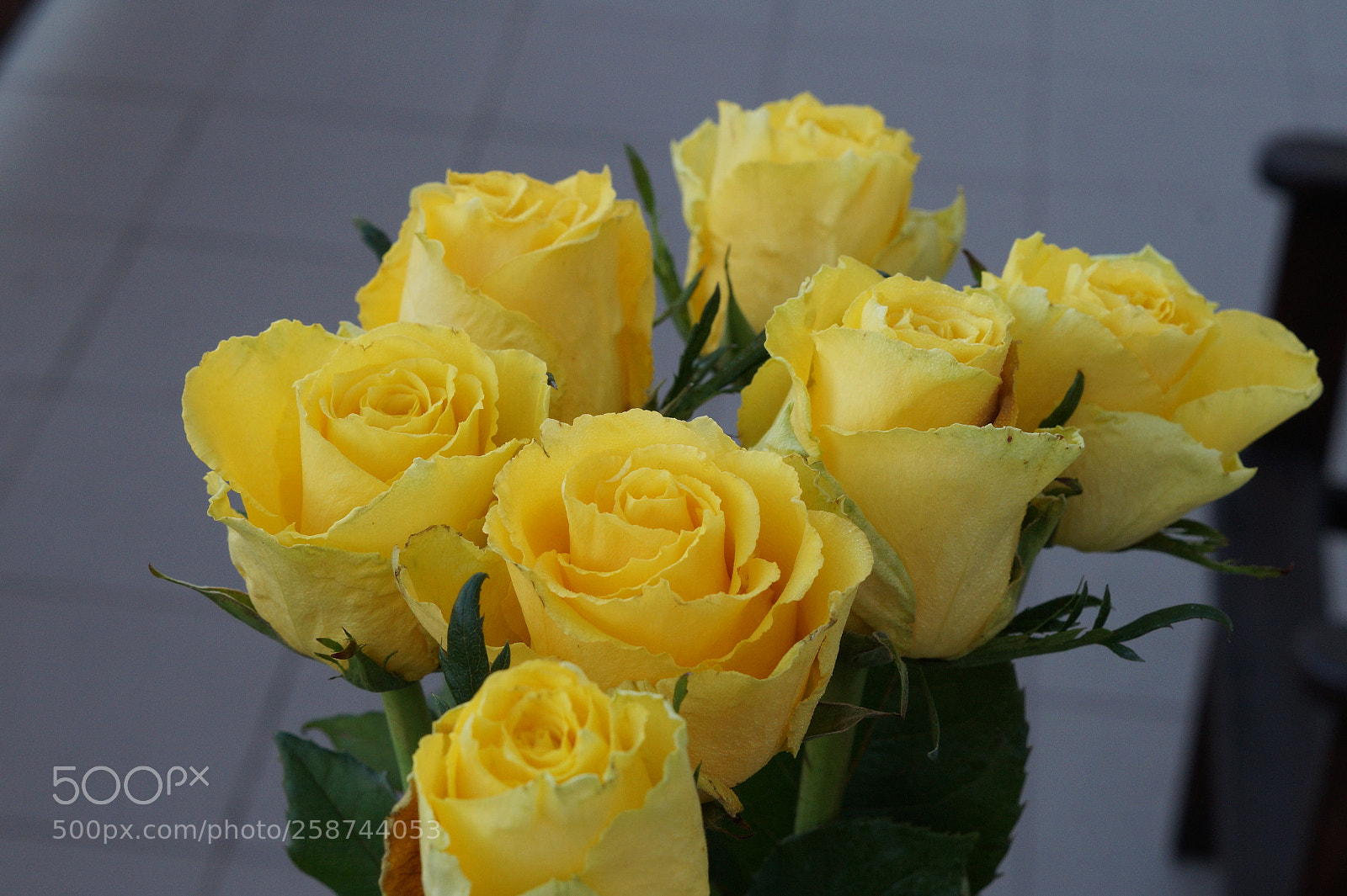 Sony SLT-A58 sample photo. Roses photography