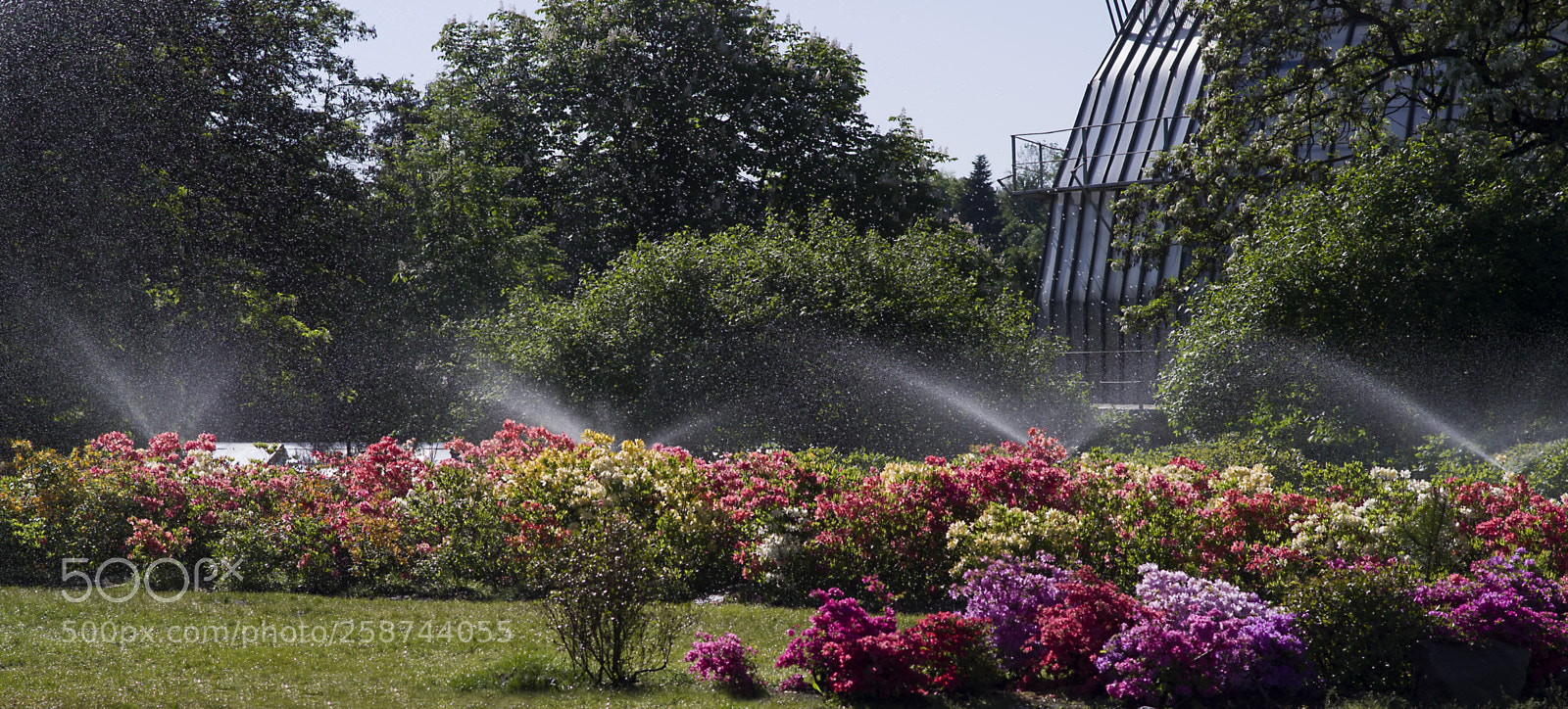 Pentax K-30 sample photo. Beautiful flowers photography