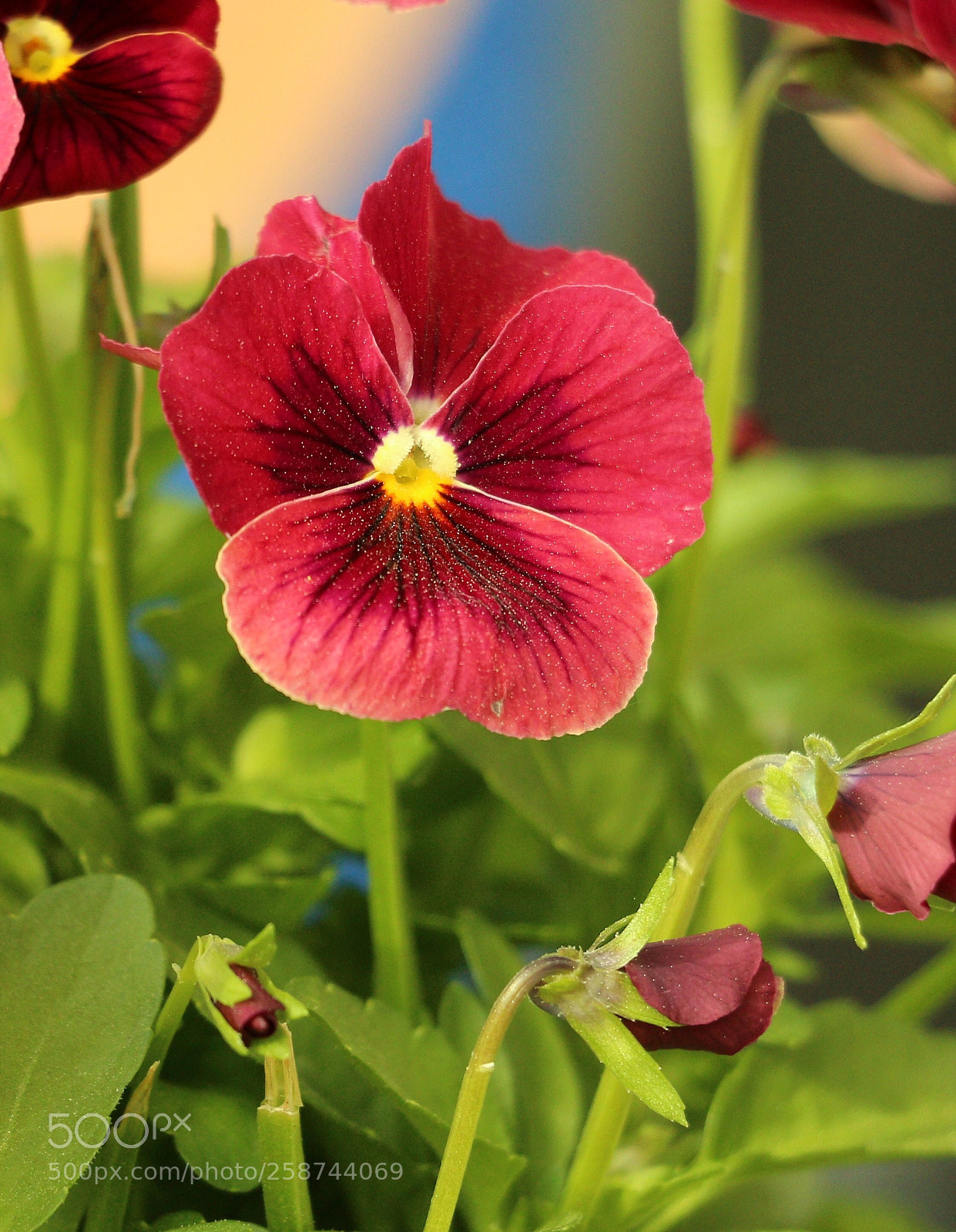 Canon EOS 700D (EOS Rebel T5i / EOS Kiss X7i) sample photo. Great day for a photography