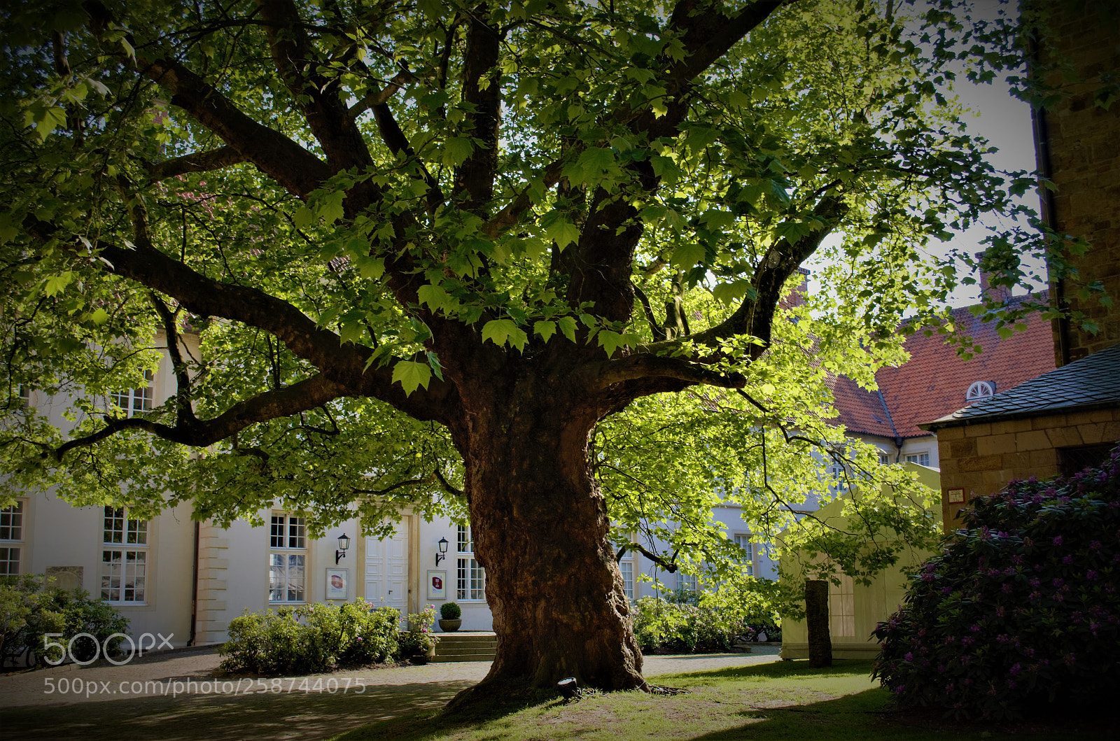 Nikon D5100 sample photo. Huge tree photography