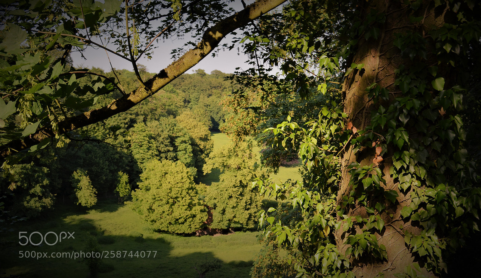 Nikon D5100 sample photo. Green valley photography