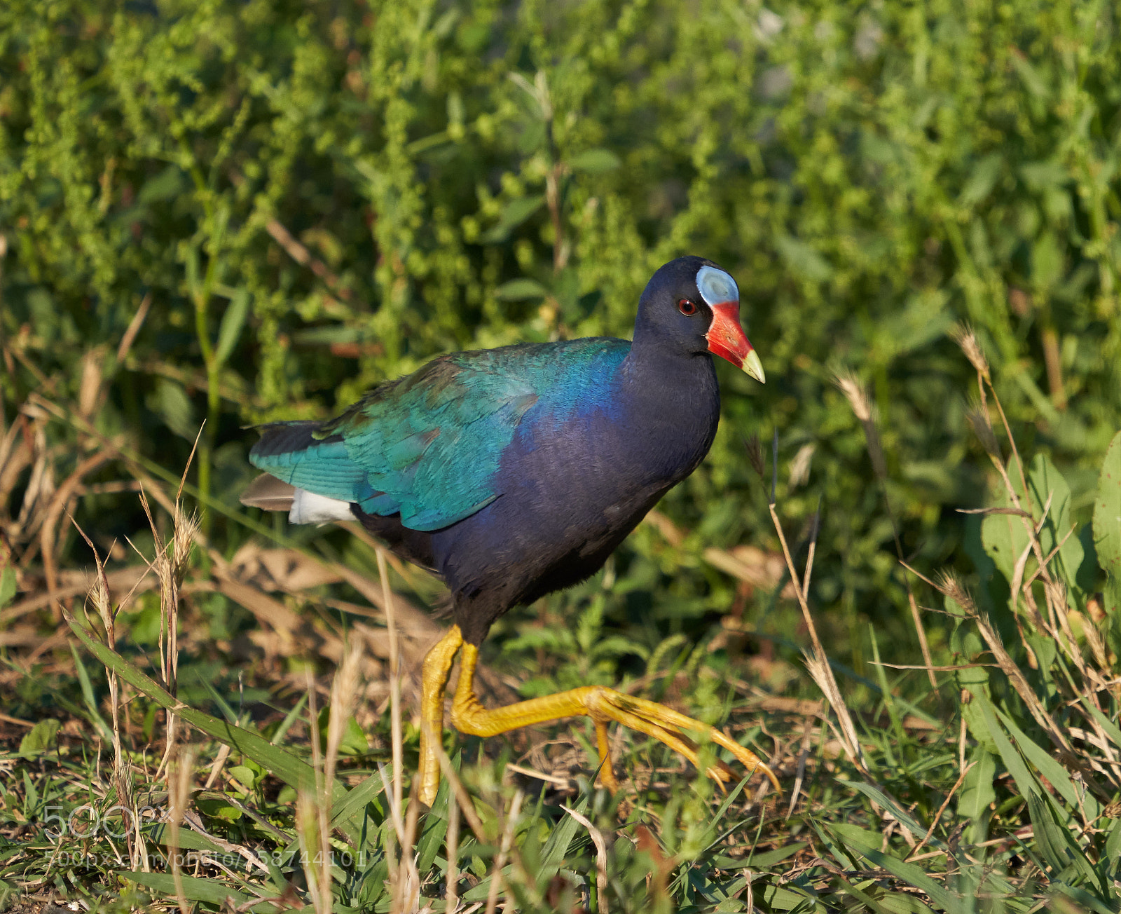 Sony a7R III sample photo. Purple gallinule photography