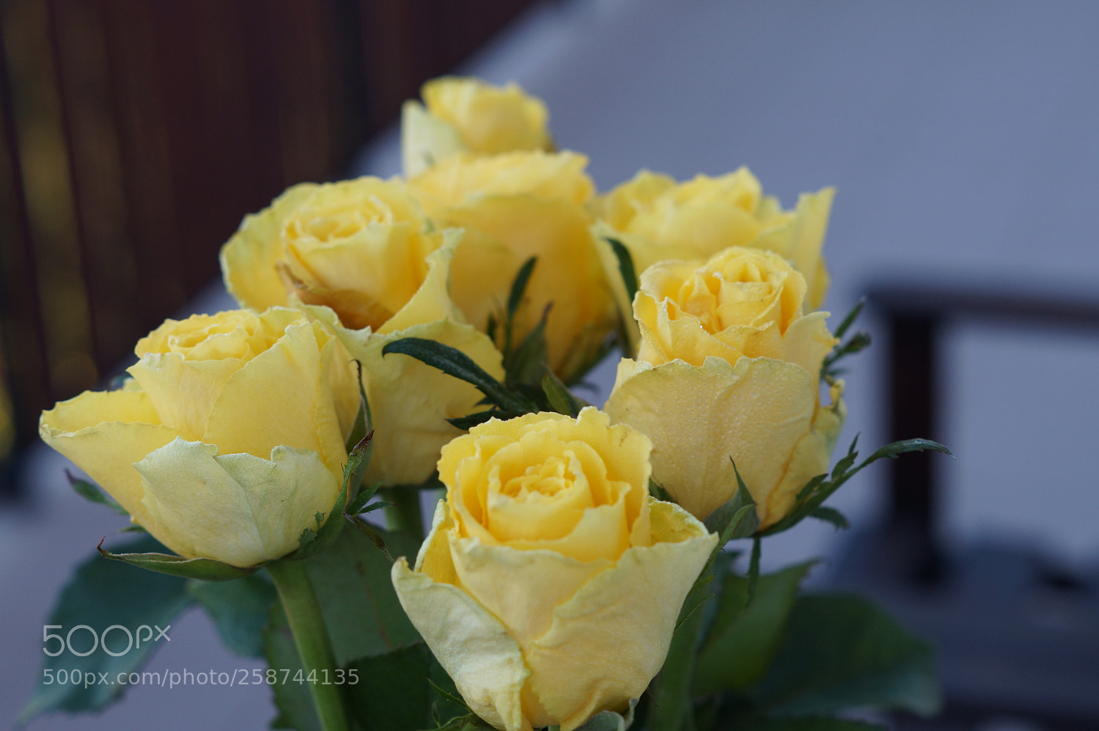 Sony SLT-A58 sample photo. Roses photography