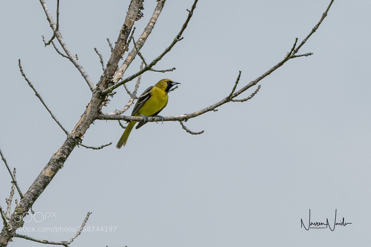 Nikon D800 sample photo. Oriole photography