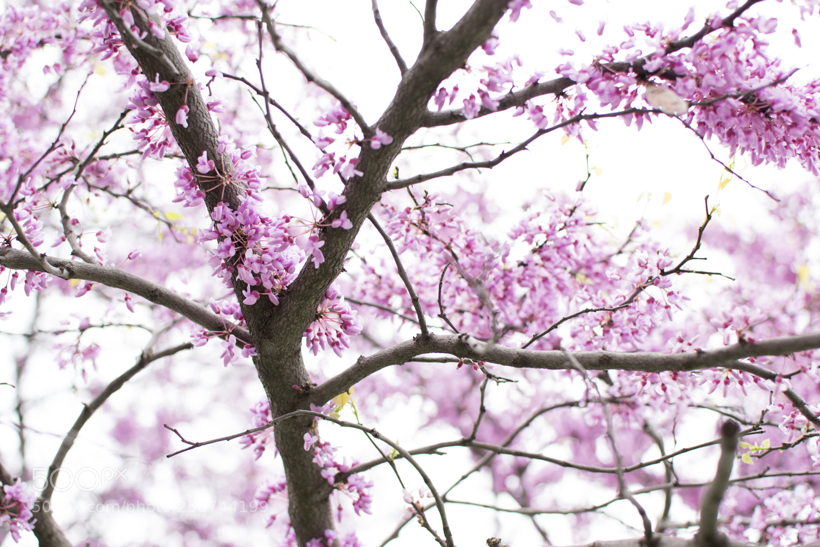 Nikon D3300 sample photo. Pink flowers photography