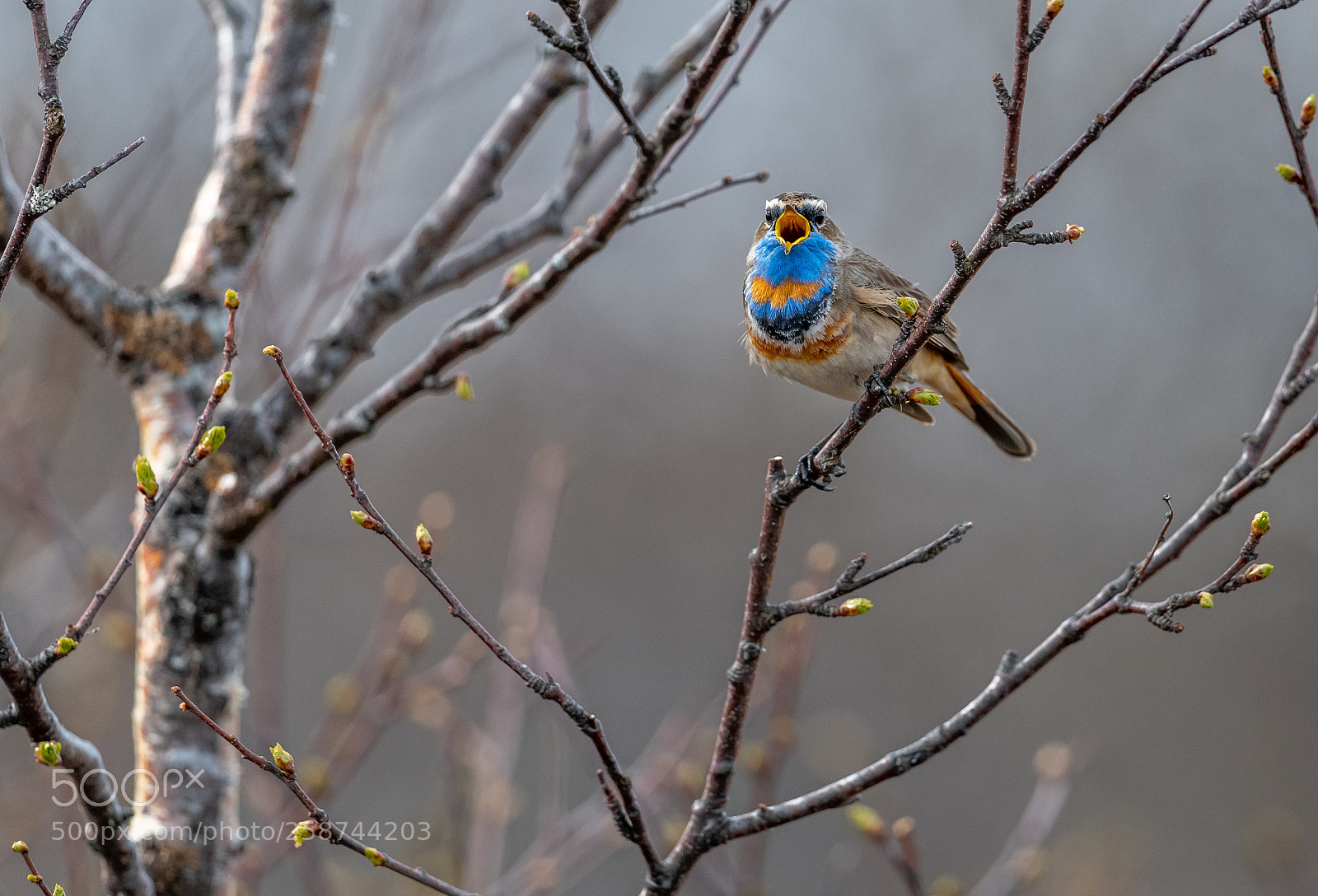 Nikon D850 sample photo. Bluethroat. photography
