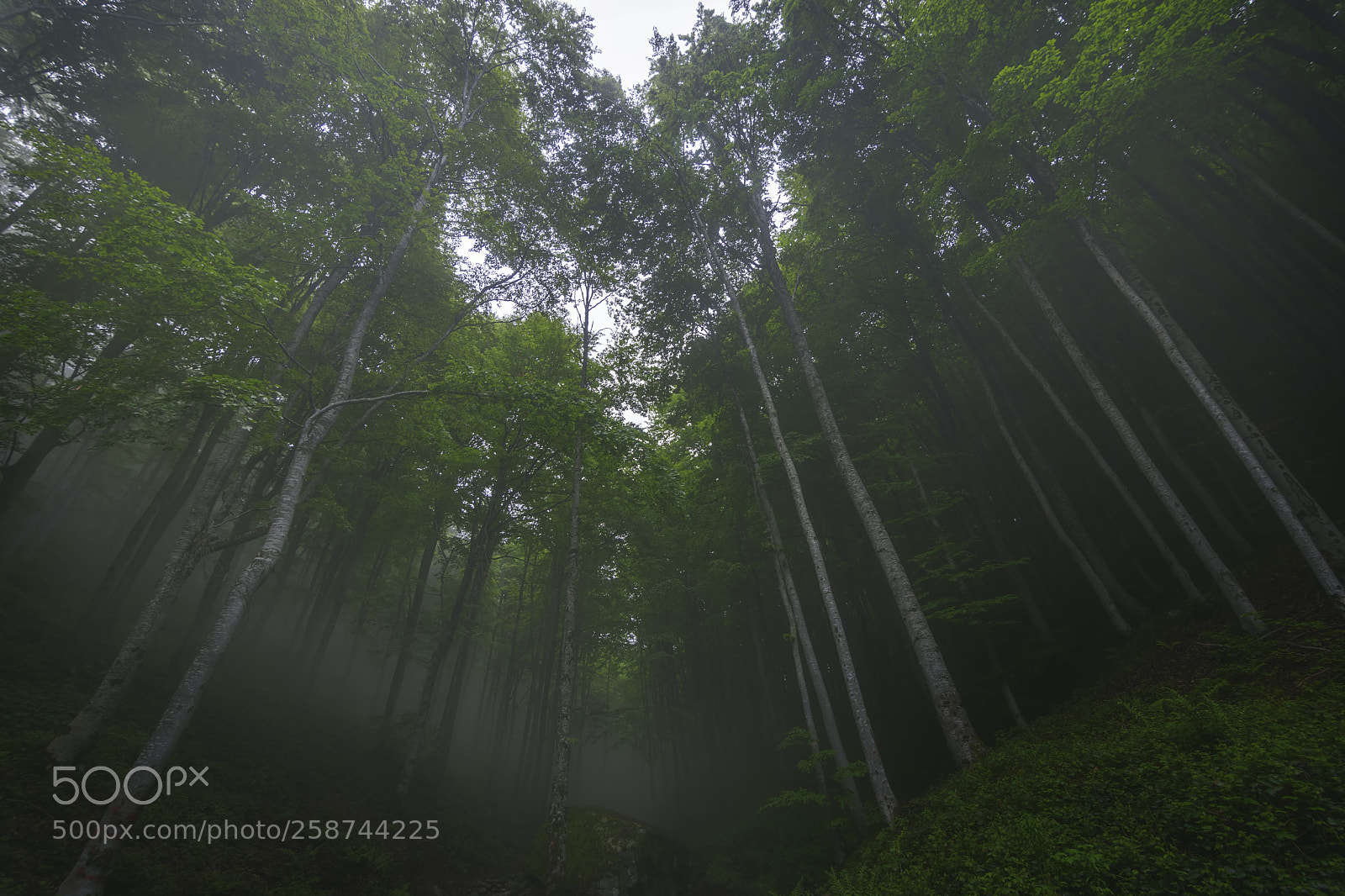 Nikon D7200 sample photo. Foggy forest photography