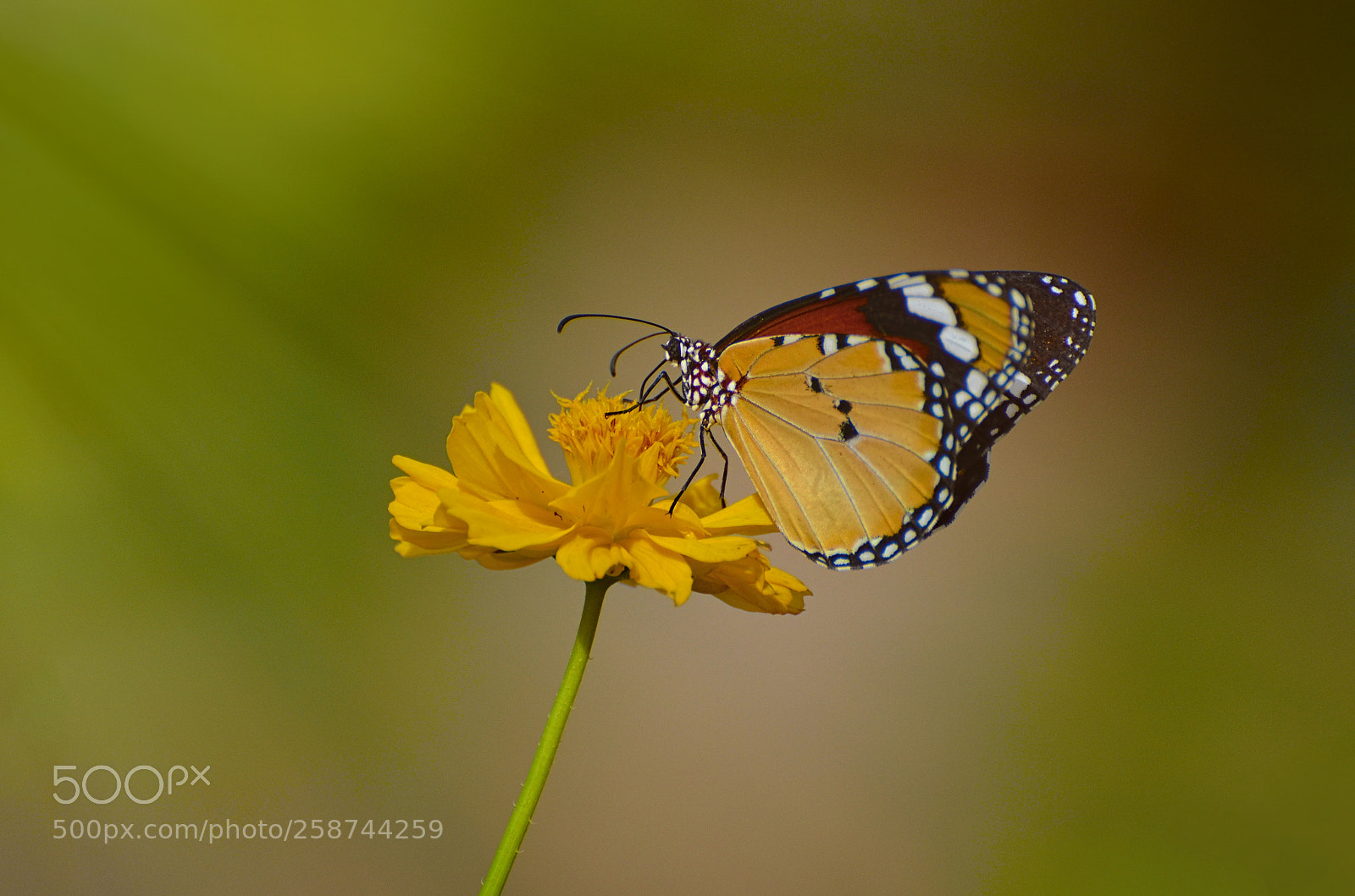 Nikon D5100 sample photo. Freedom... photography
