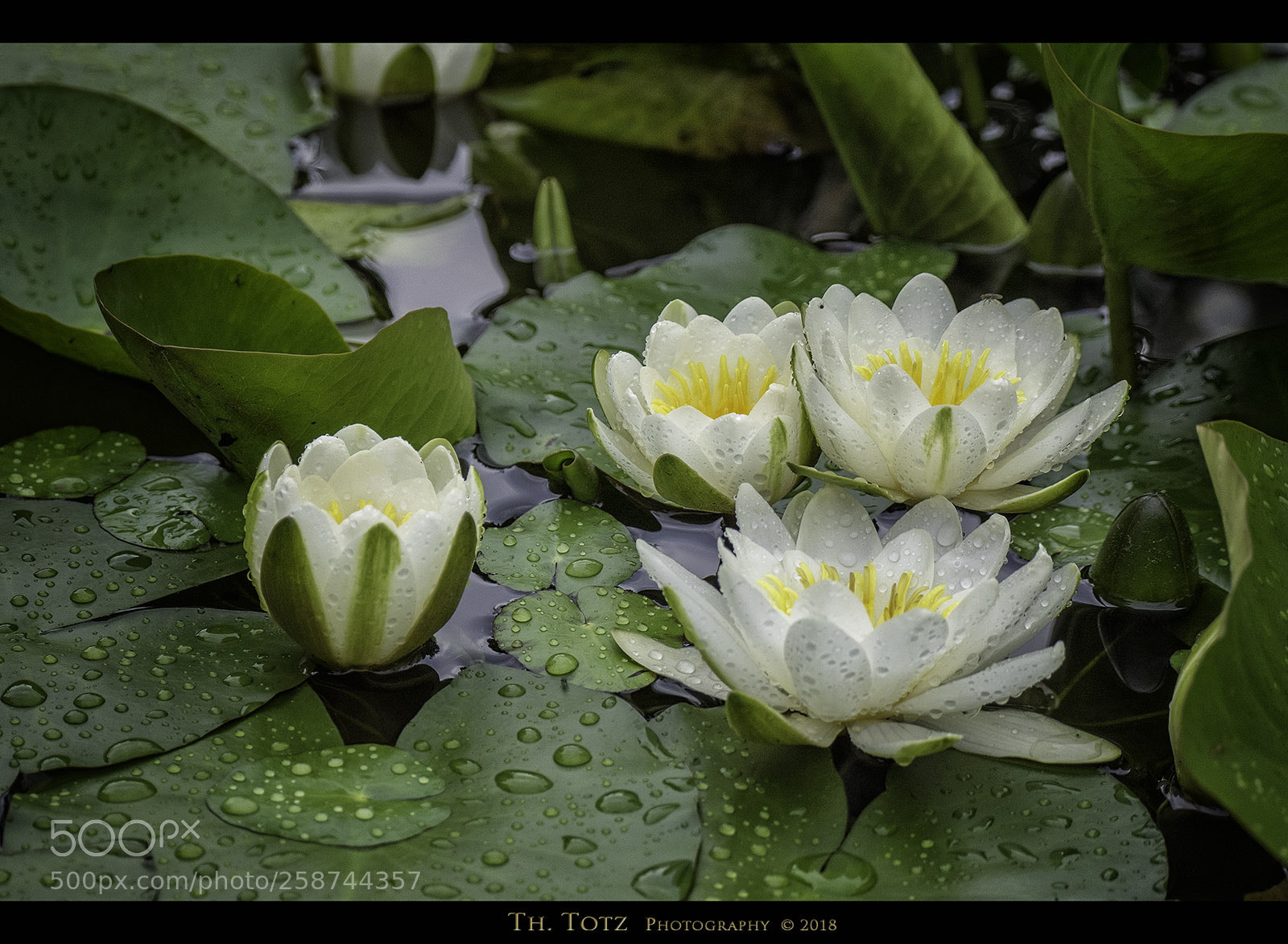 Olympus OM-D E-M1 sample photo. White water lilies photography