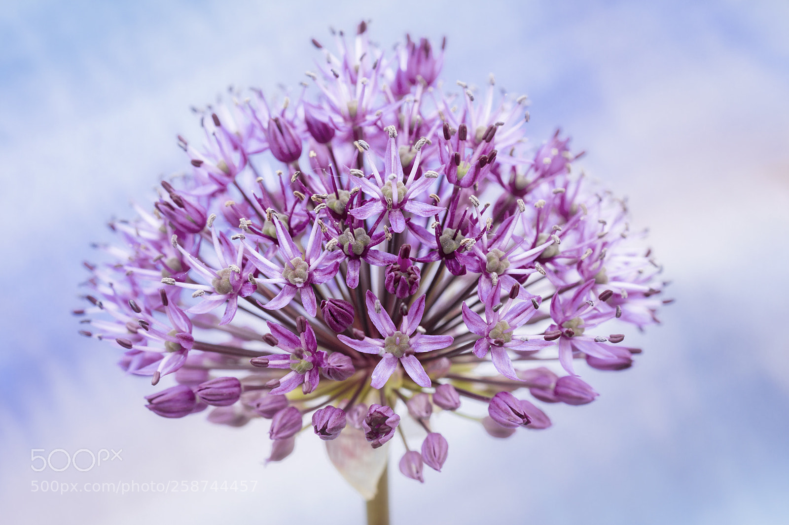 Sony SLT-A65 (SLT-A65V) sample photo. Allium photography