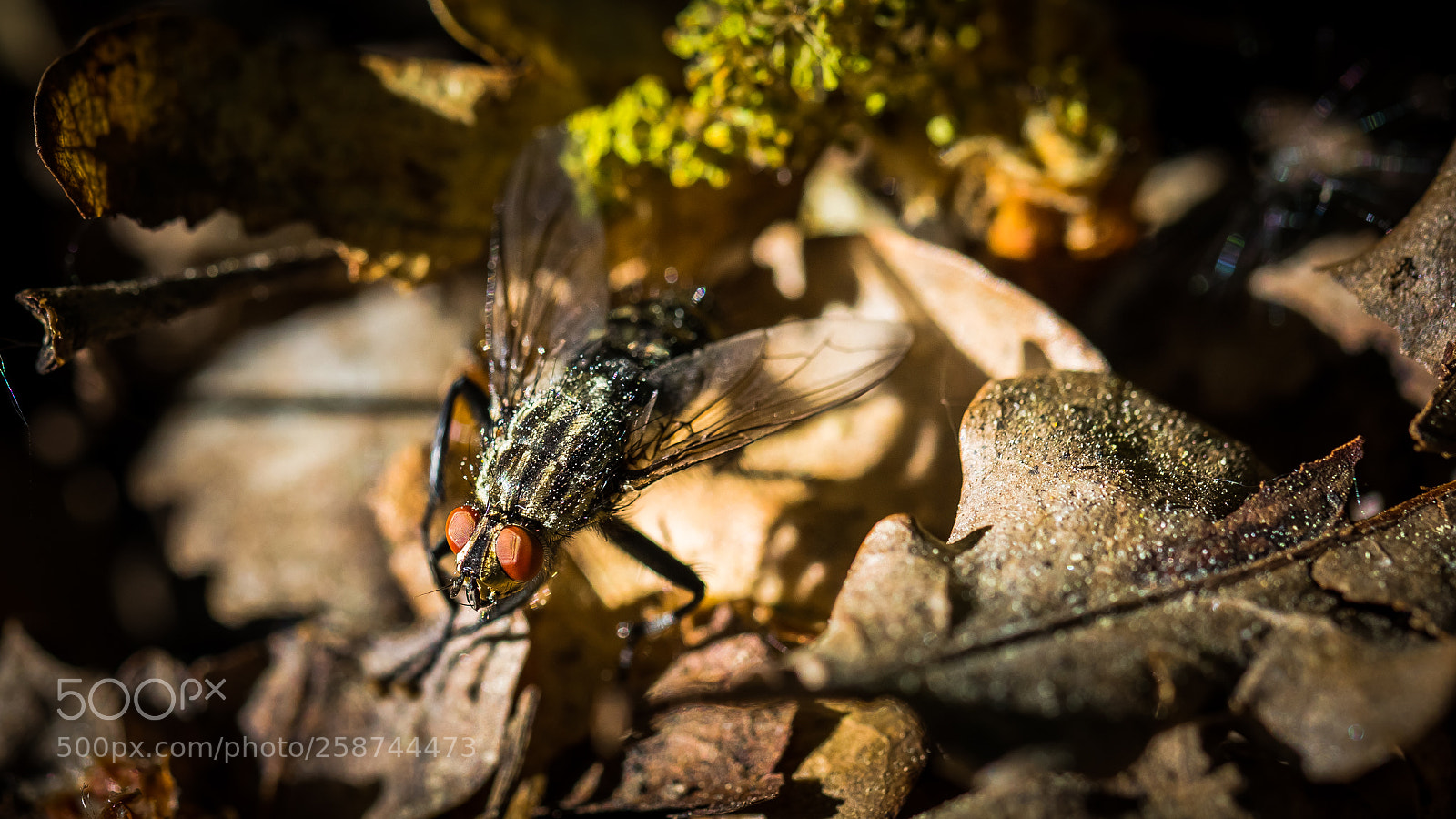 Canon EOS 5D Mark IV sample photo. Red eye fly photography