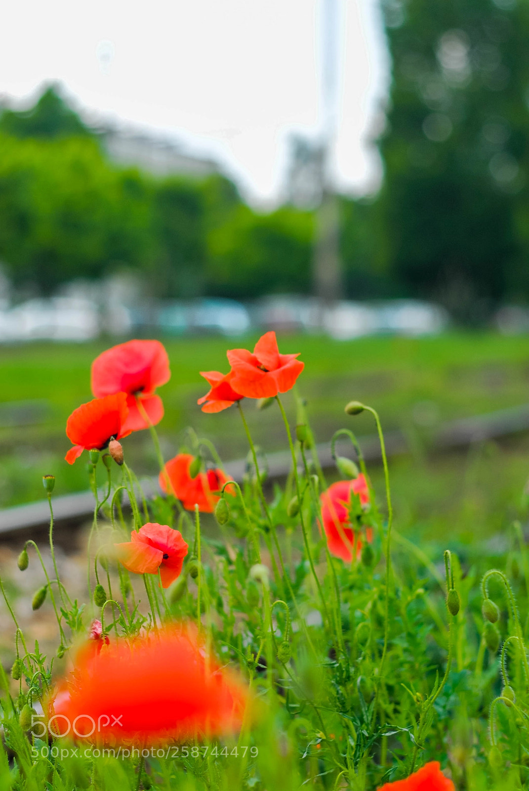 Nikon D200 sample photo. Wild flower photography