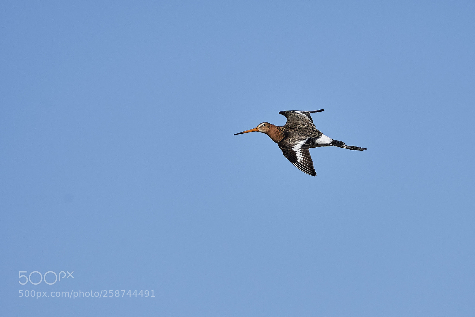 Nikon D500 sample photo. Black-tailed godwit photography