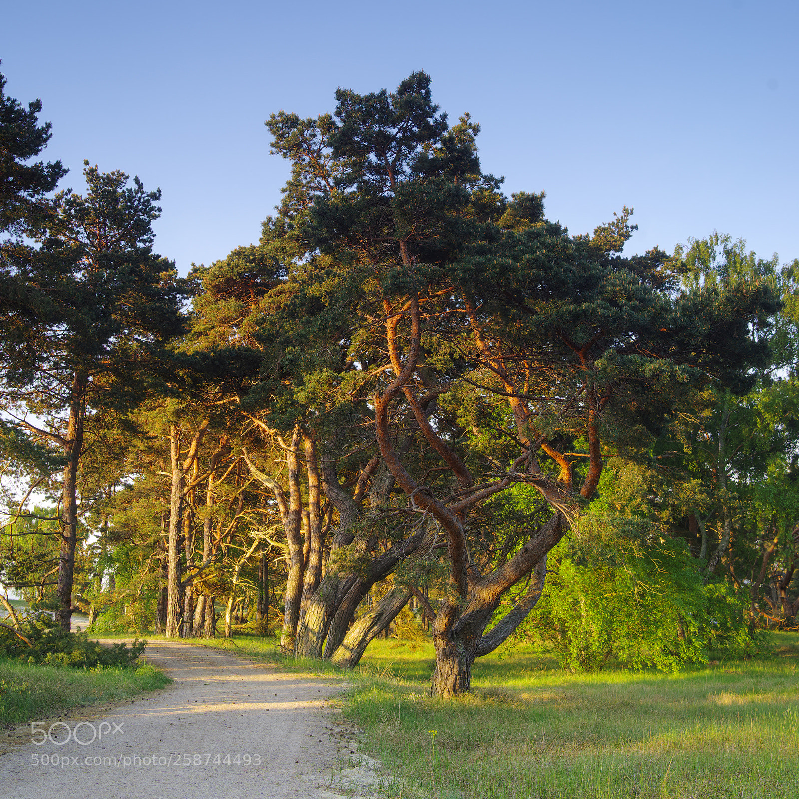 Pentax K-1 sample photo. Pine tree photography