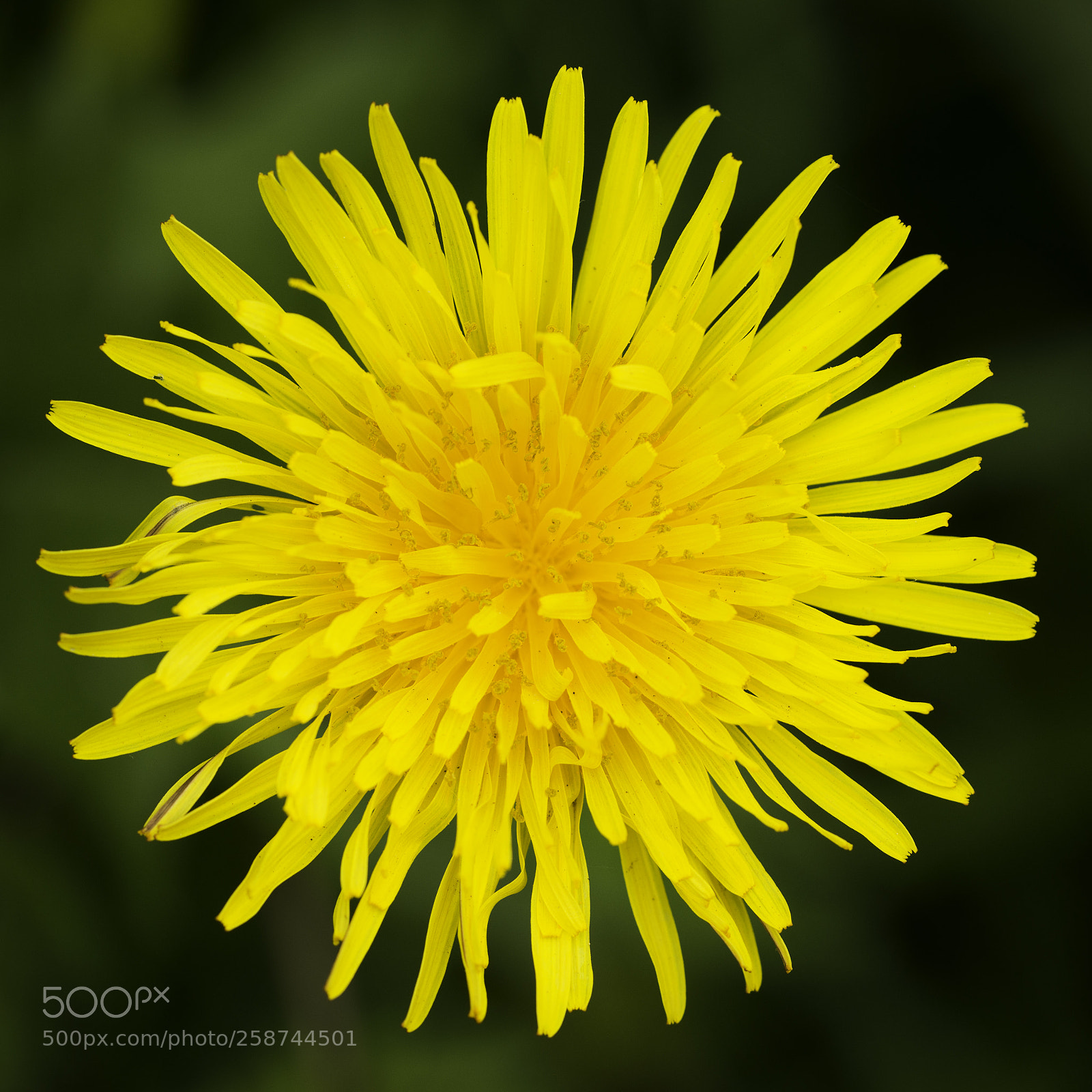 Nikon D800 sample photo. Dandelion photography