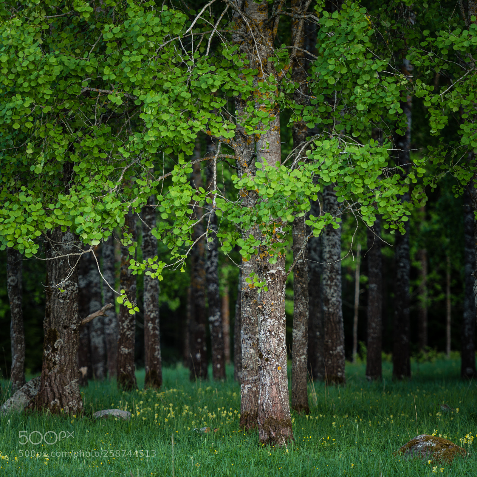 Nikon D850 sample photo. Tree trunks photography