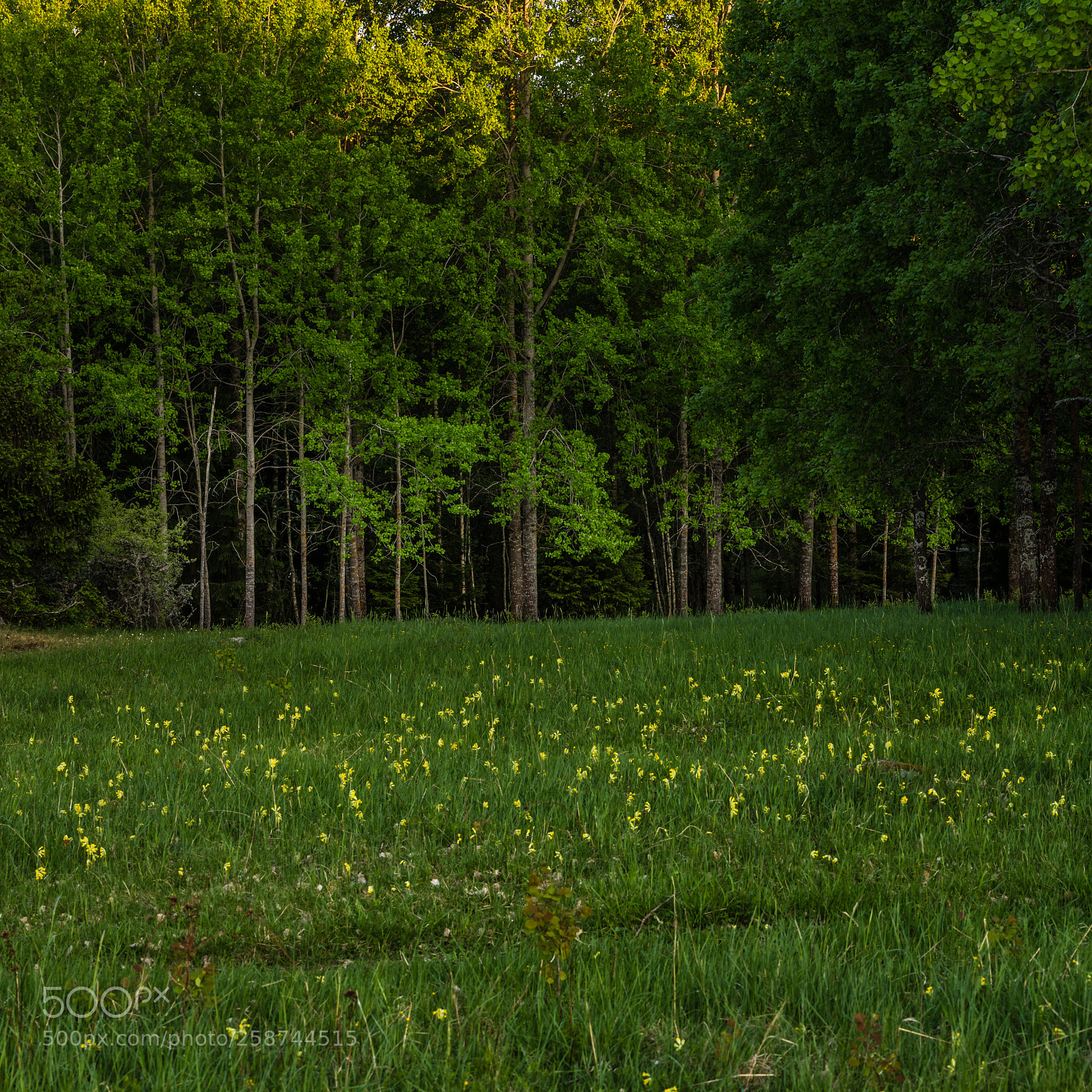 Nikon D850 sample photo. Green photography