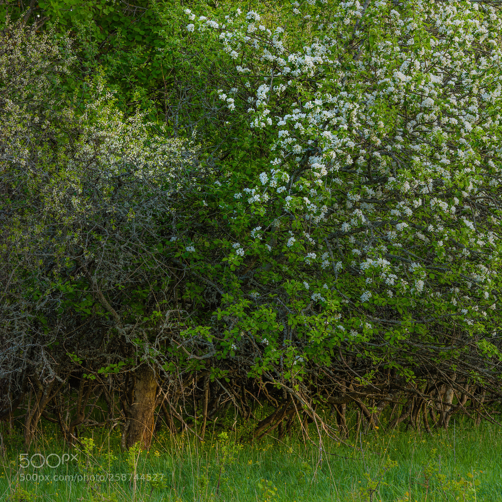 Nikon D850 sample photo. Bsh photography