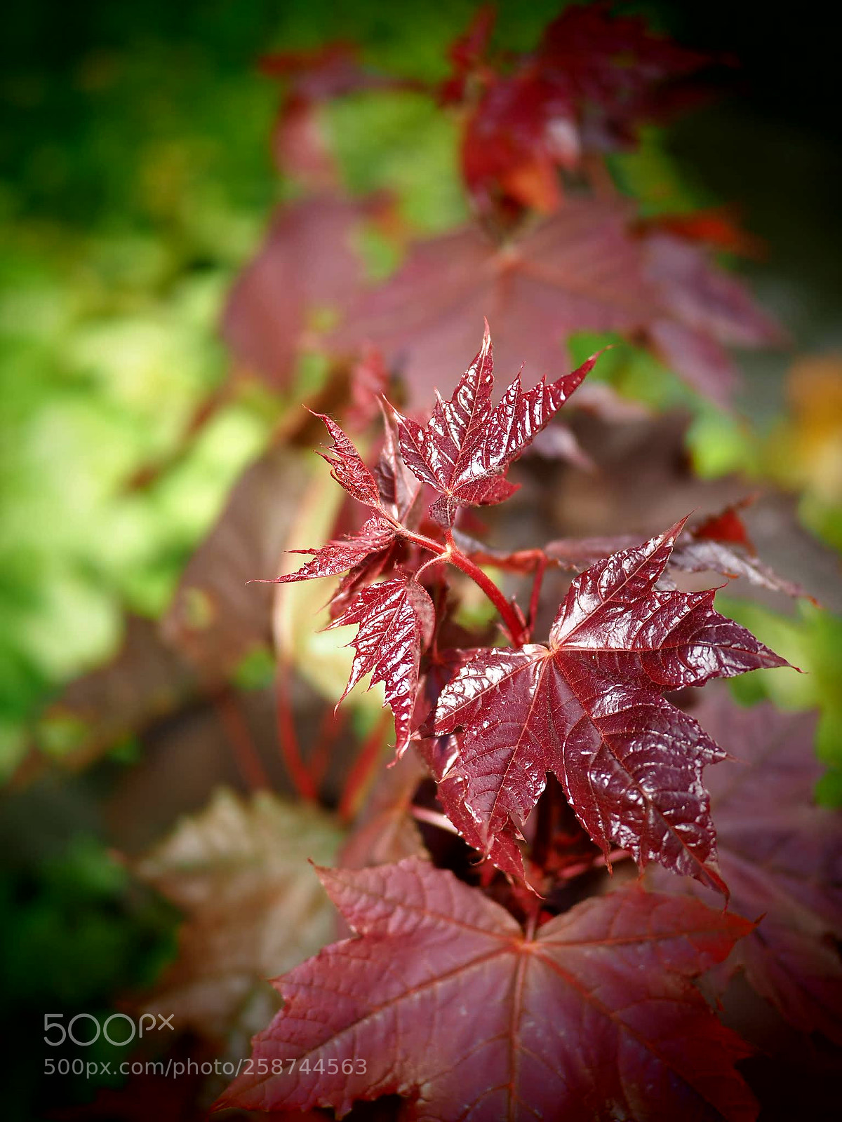 Olympus OM-D E-M1 Mark II sample photo. Untitled photography
