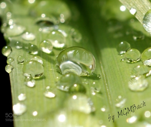 Sony Alpha DSLR-A350 sample photo. Reflections in the waterdrop photography
