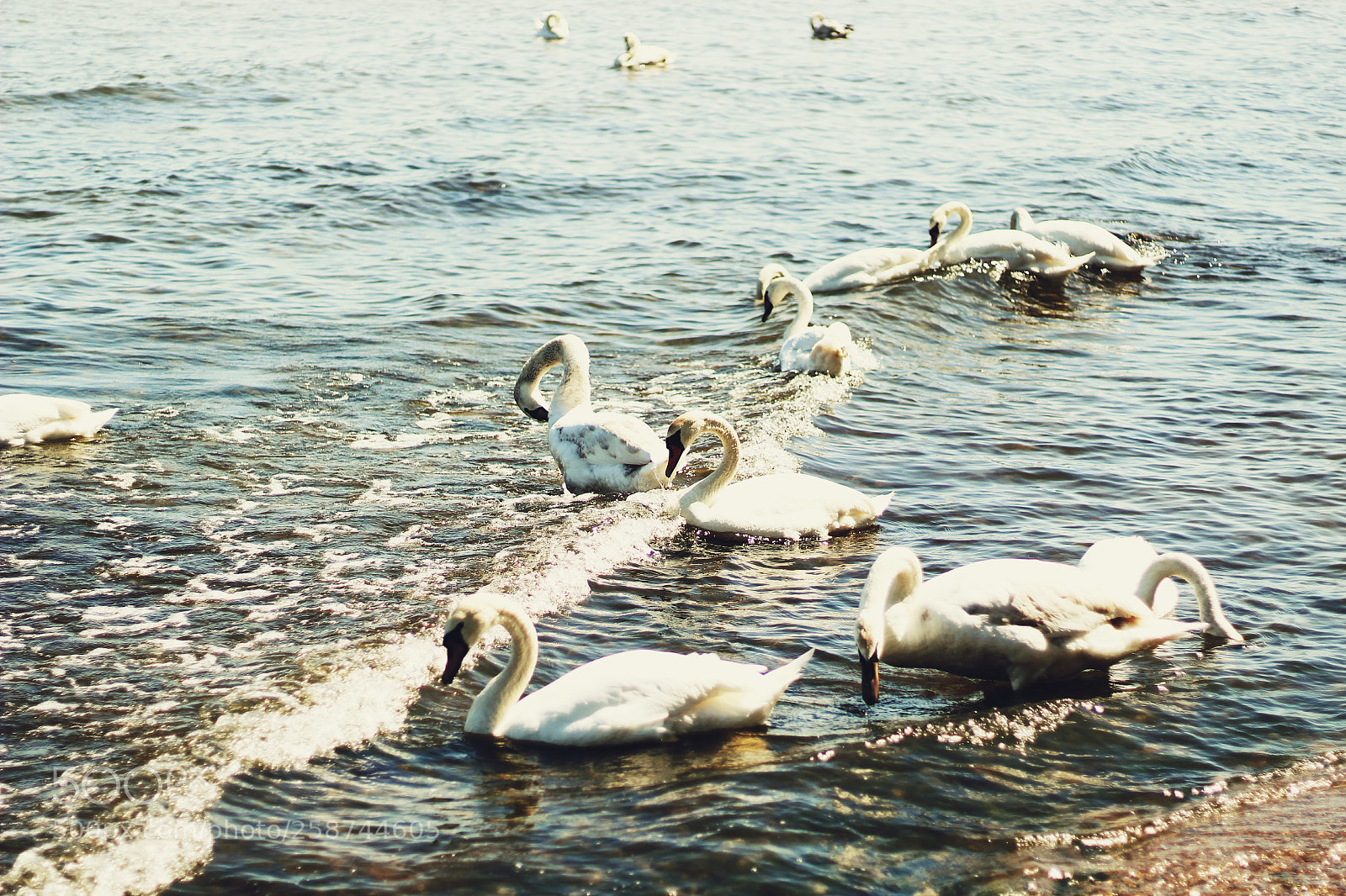 Canon EOS 1300D (EOS Rebel T6 / EOS Kiss X80) sample photo. Swans photography