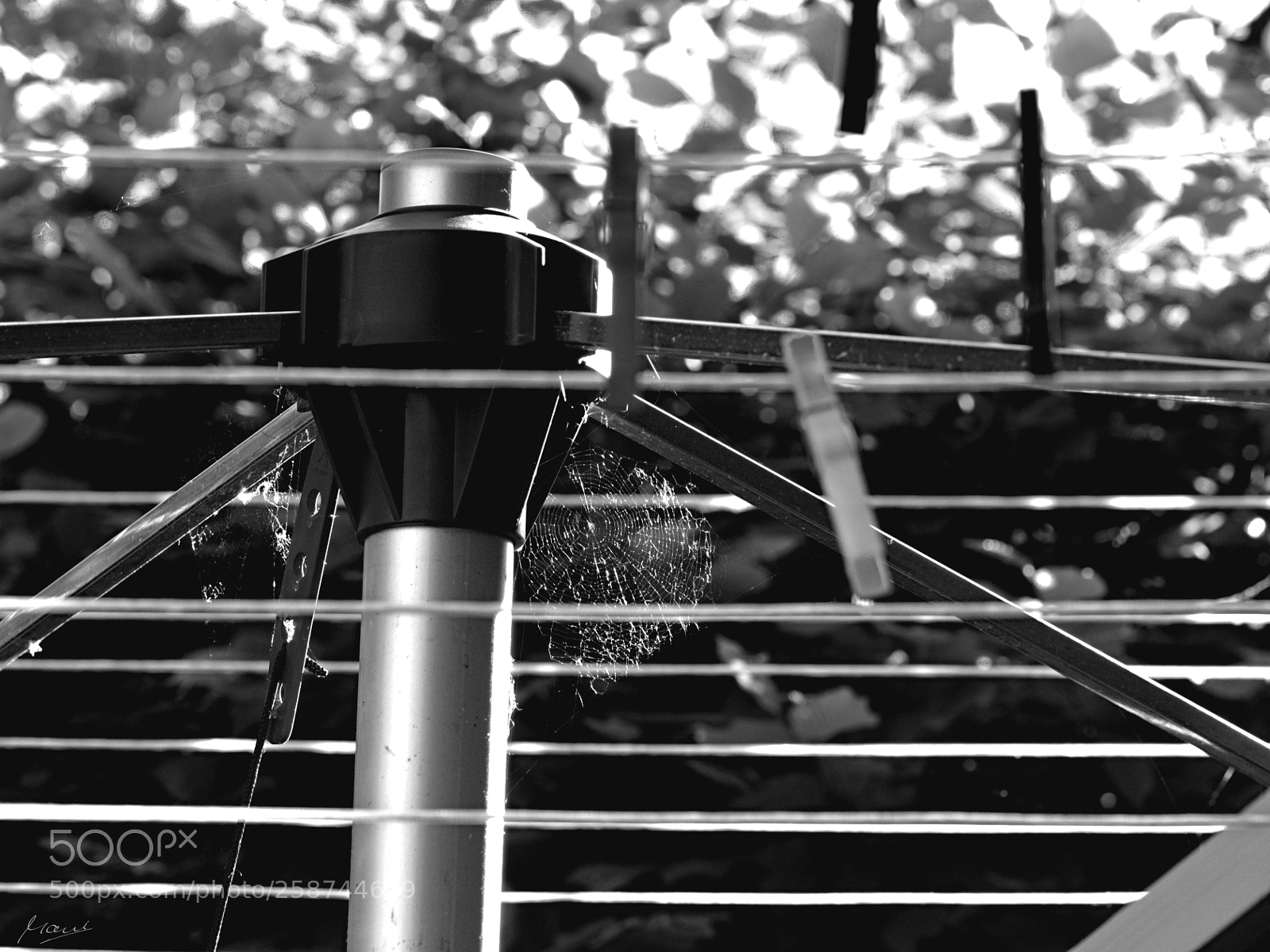 Nikon D90 sample photo. Spinnennetz an wäschespinne photography