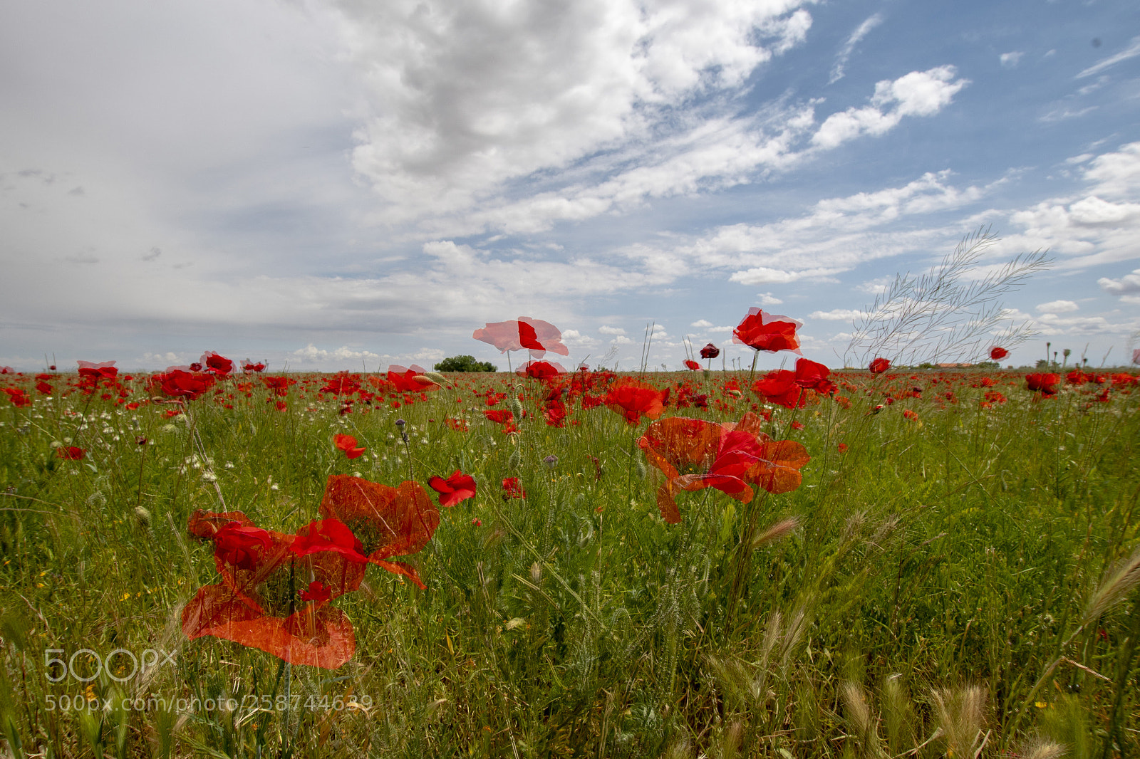 Nikon D7500 sample photo. Poppy photography