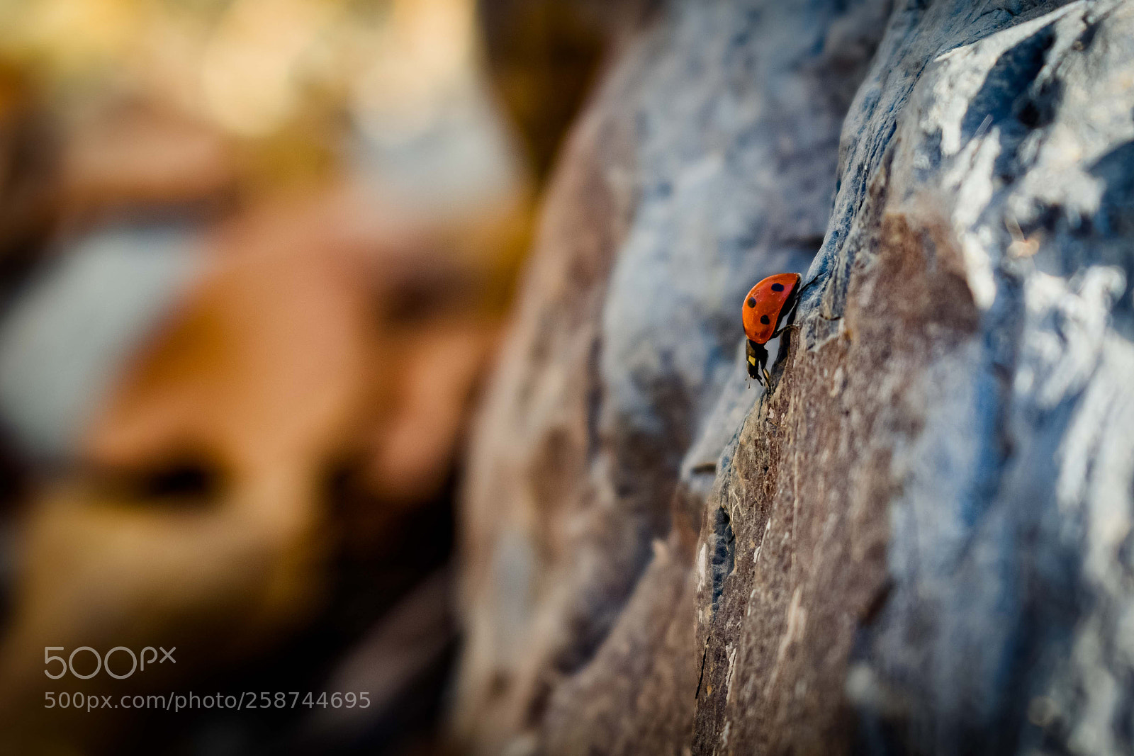 Nikon D3300 sample photo. Alone ladybug over the photography